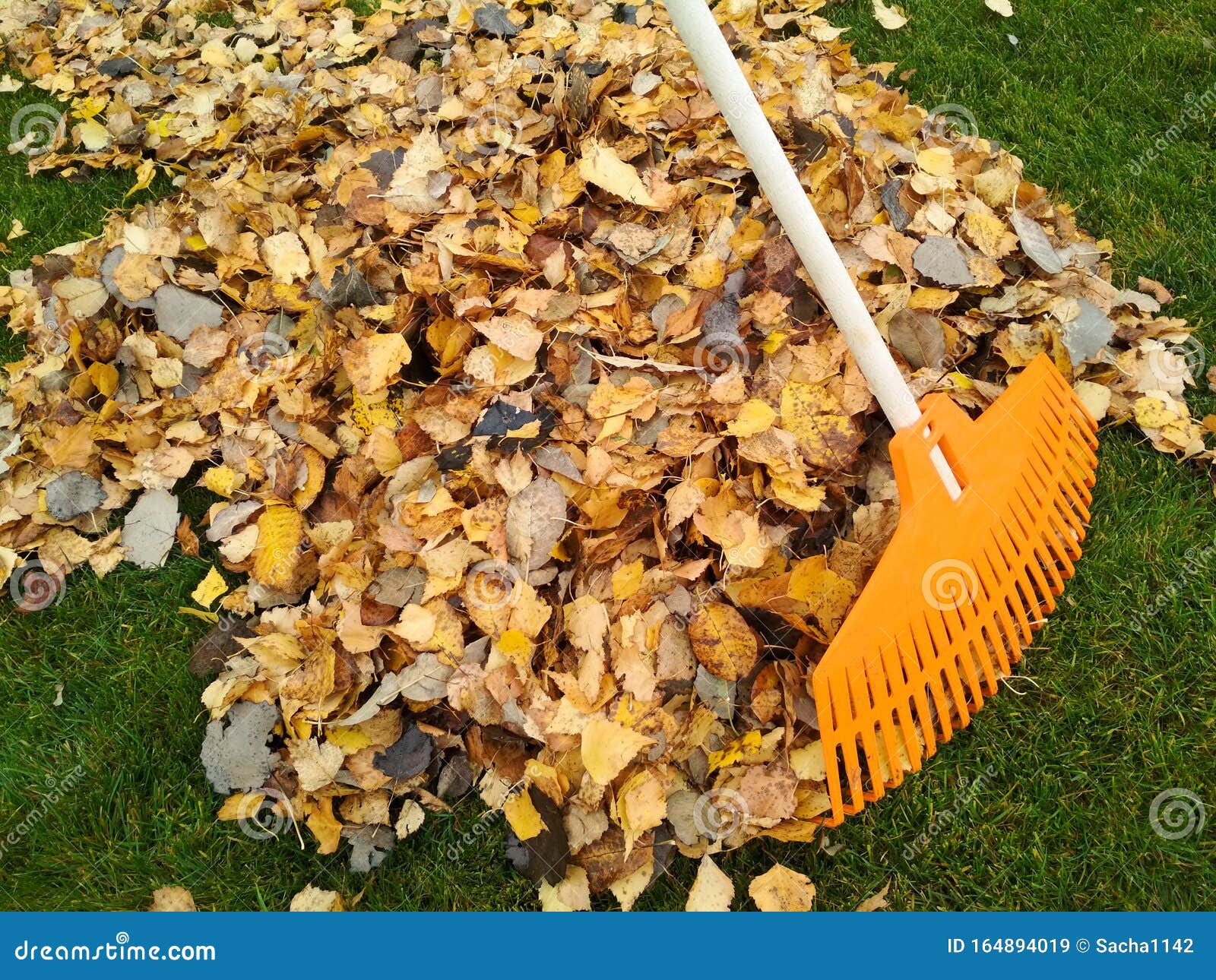 Pile of Fall Leaves with Fan Rake on Lawn Stock Image - Image of garden ...