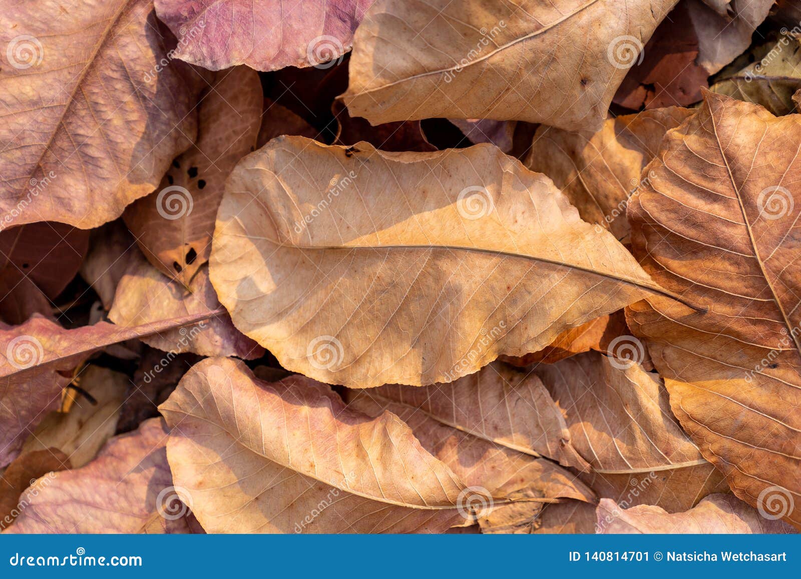 Pile of Fallen Autumn Dried Leaves for Background Stock Image - Image of  maple, heap: 140814701