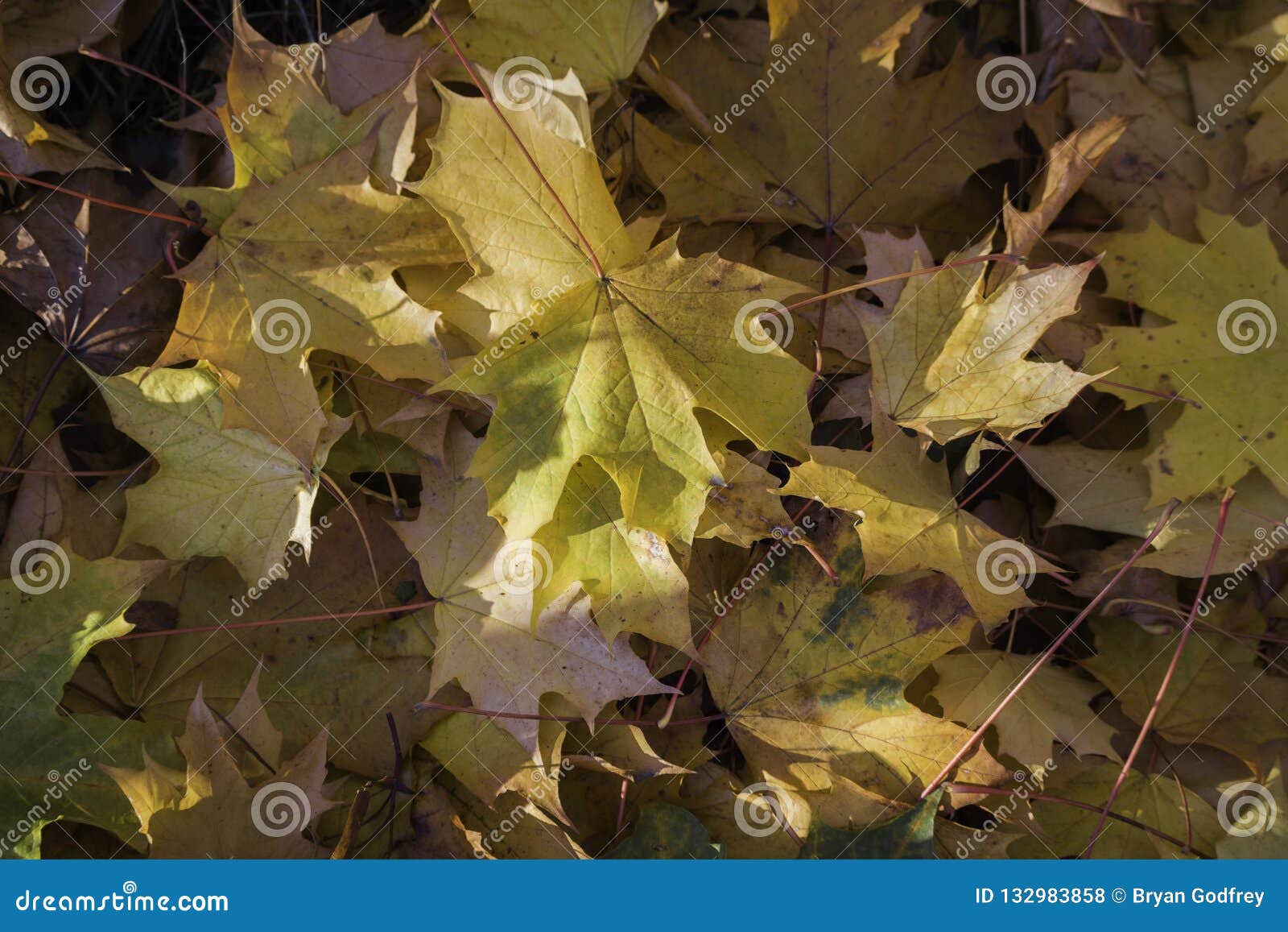 leaves in tree august falling maple