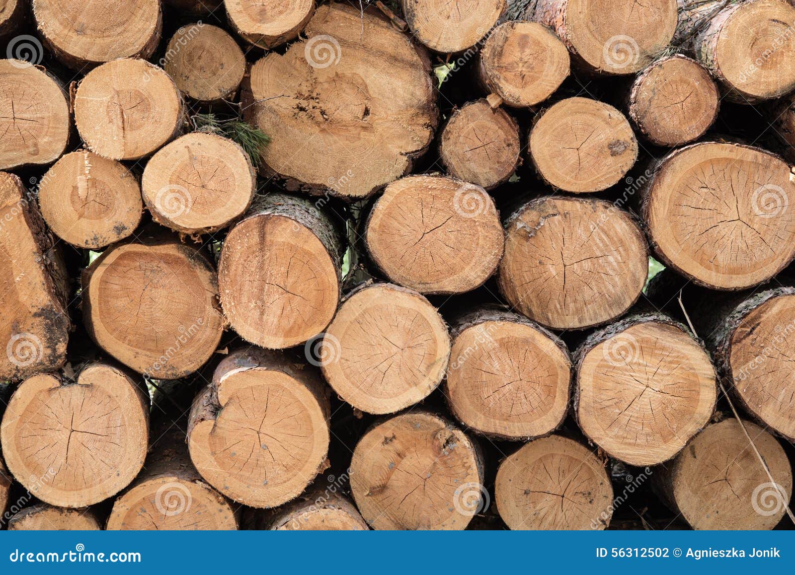 Pile of fresh cut wood stock photo. Image of pile, round 56312502