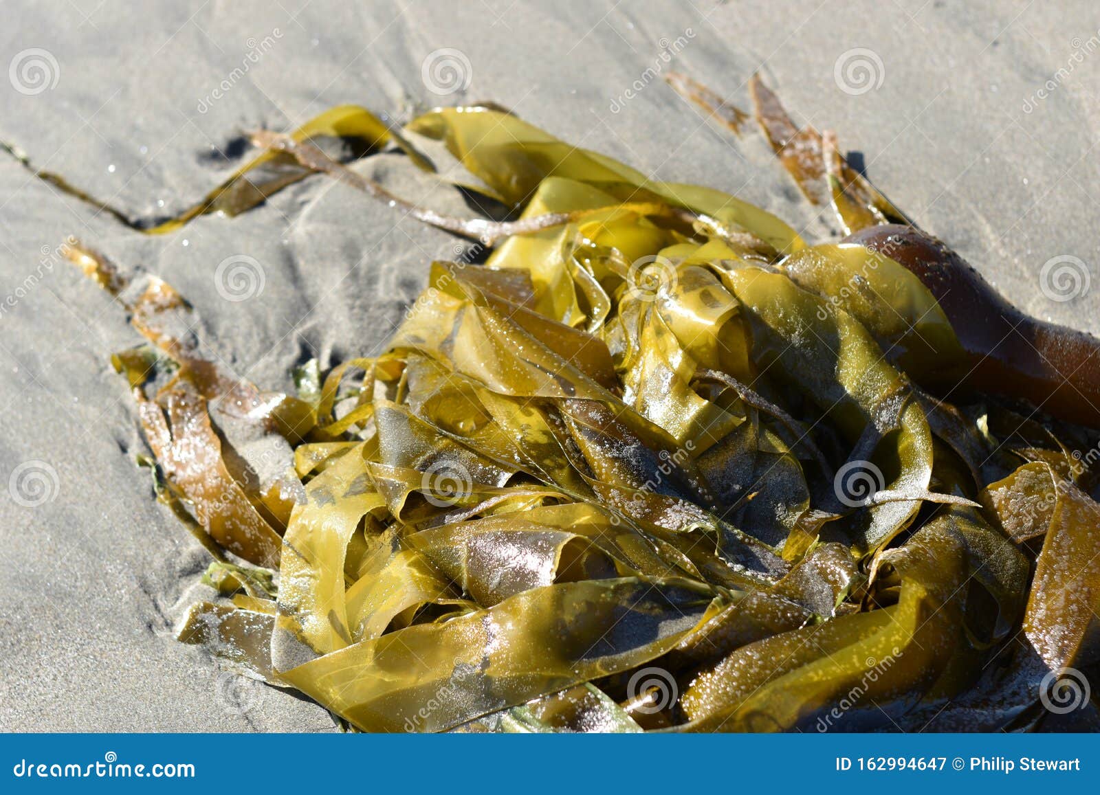 Fresh Kelp Bulb With Seaweed Strands On Beach Stock Image