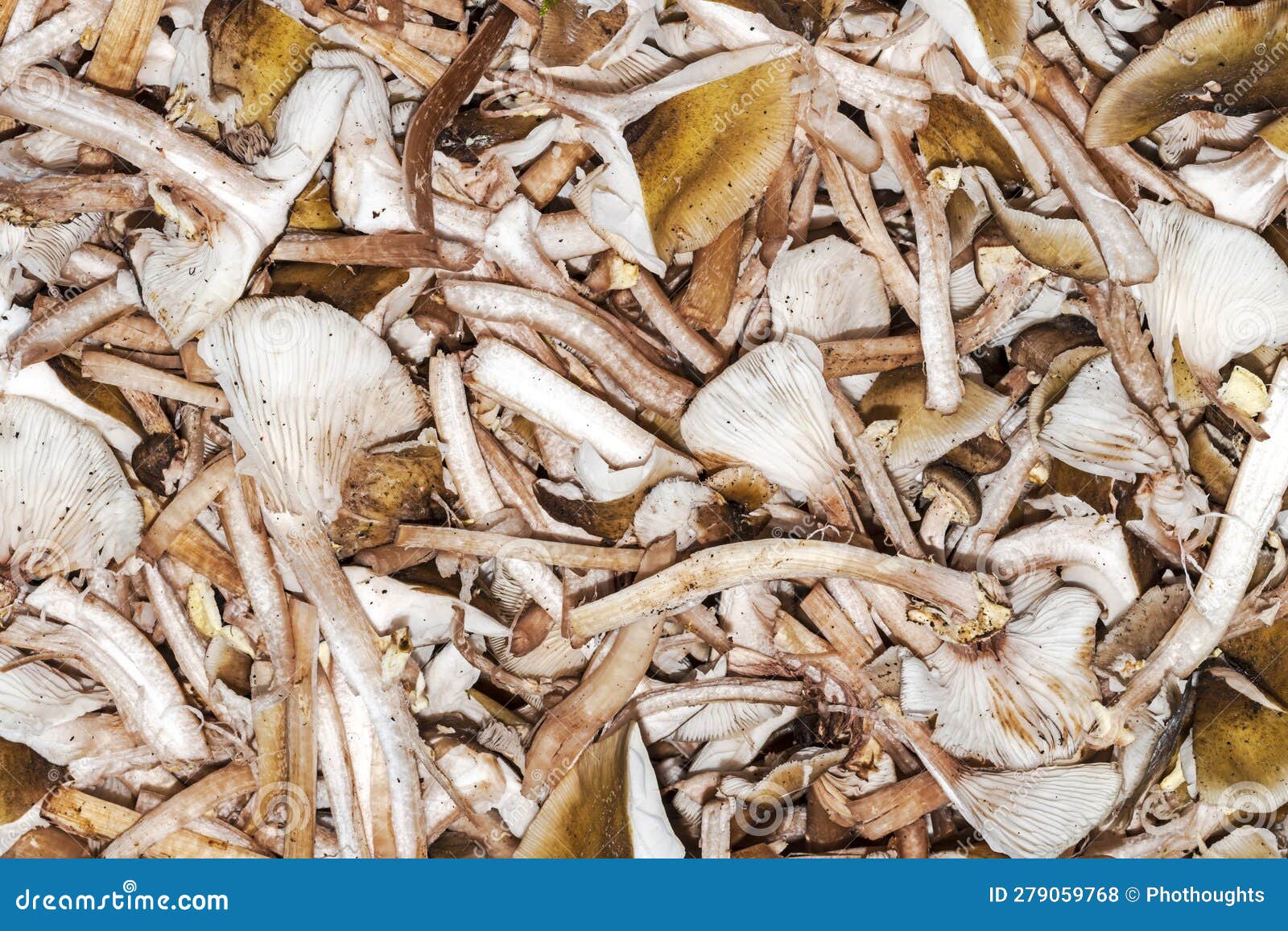 heap of honey fungus armillaria mellea,natural conditions