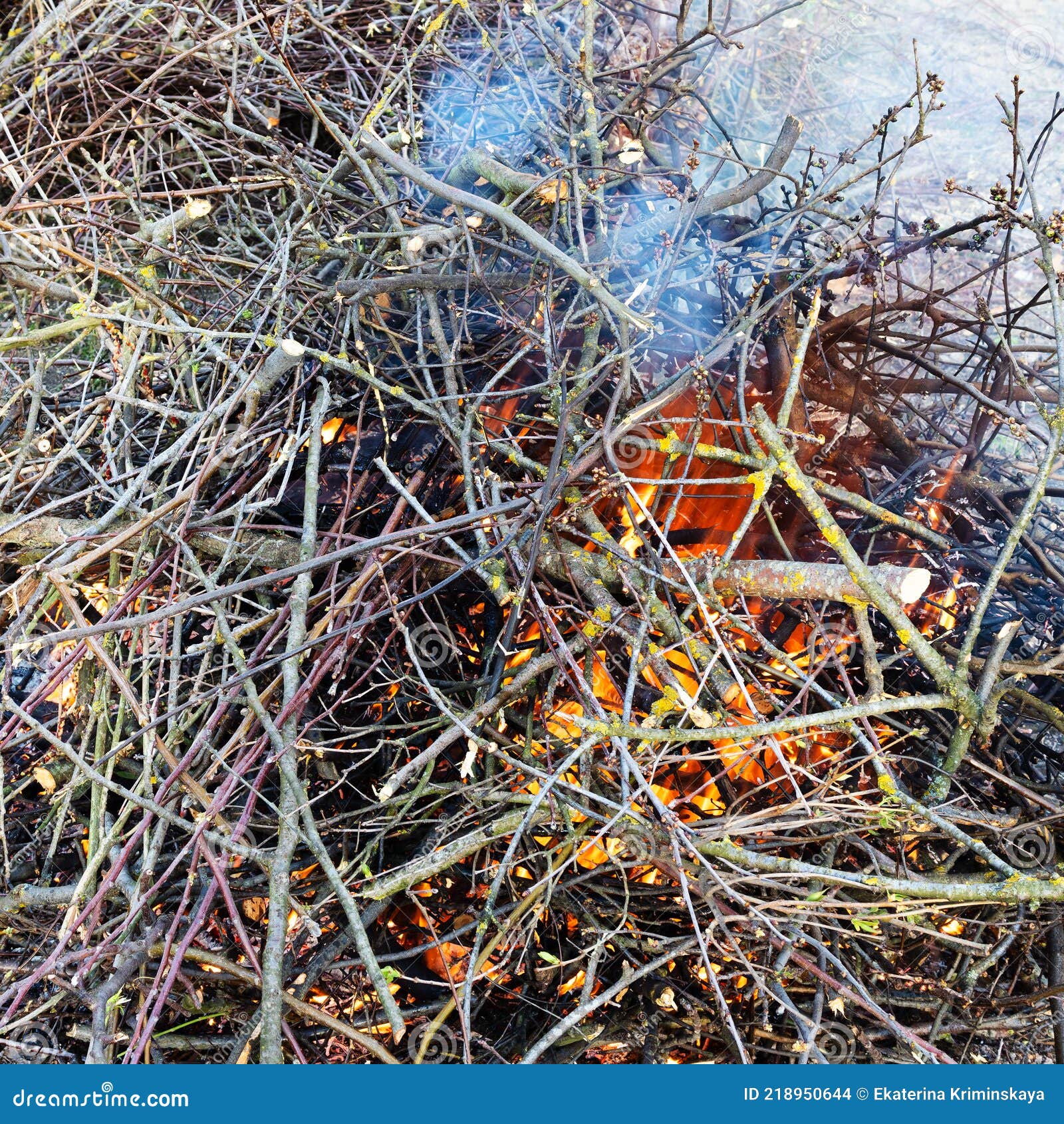 Pile of Freshly Sawn Branches are Burning Closeup Stock Photo Image