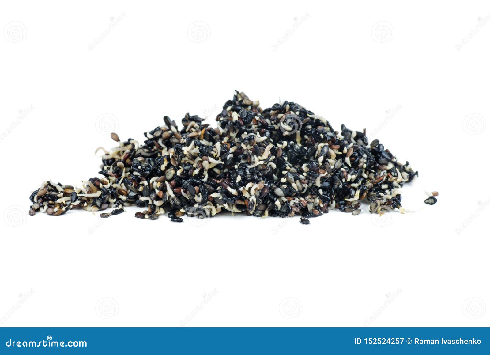 Pile of Germinated Black Sesame Seeds Isolated on White Stock Image