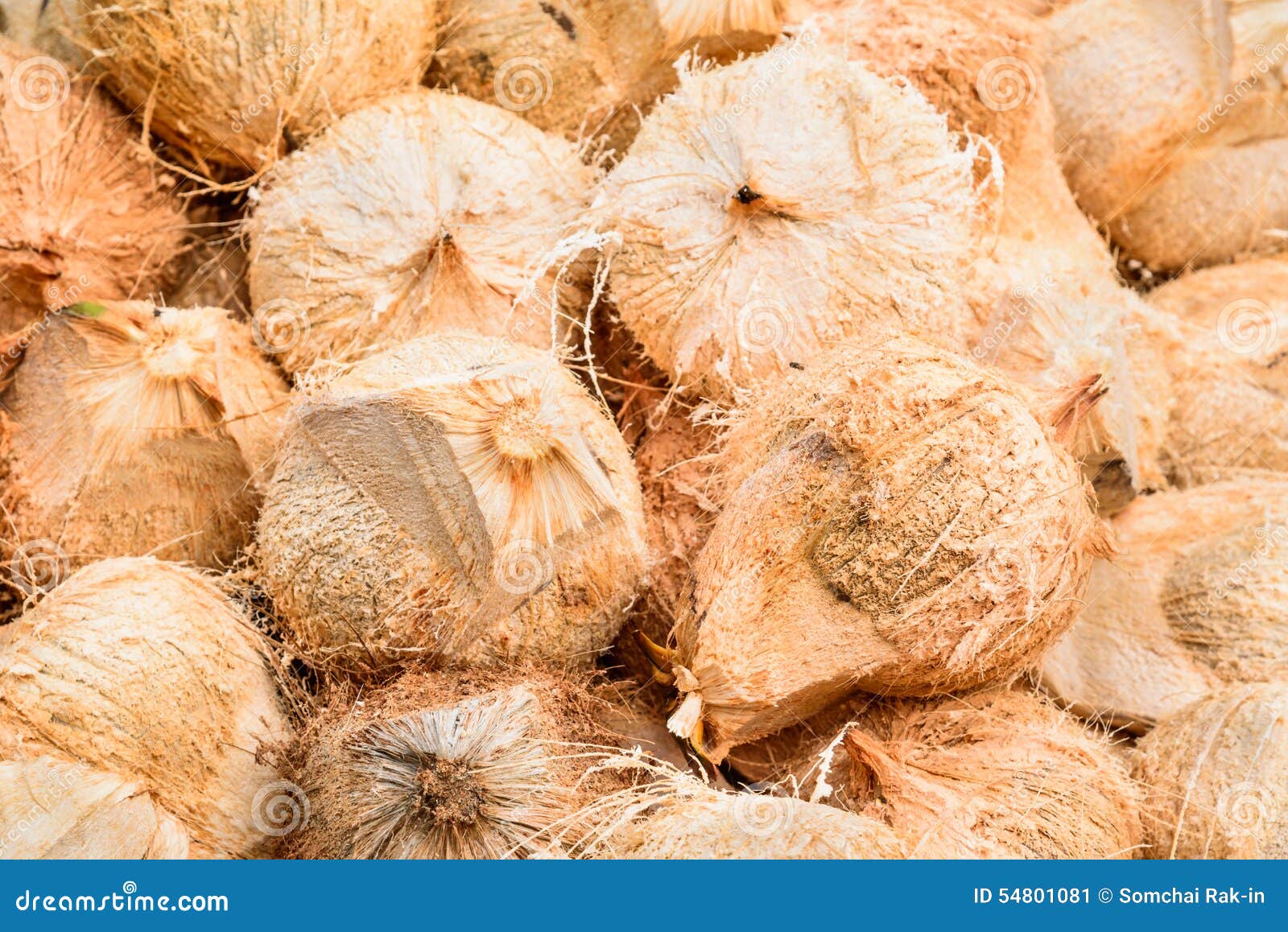 Pile of Hairy Brown Coconuts, Coconut Shell in Thailand. Stock Image Image of health, hairy