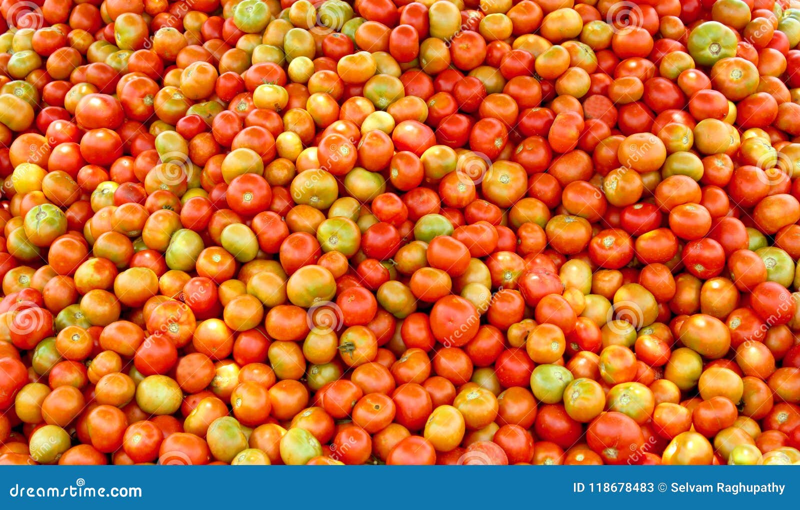 a pile of harvested tomatoes in the field.