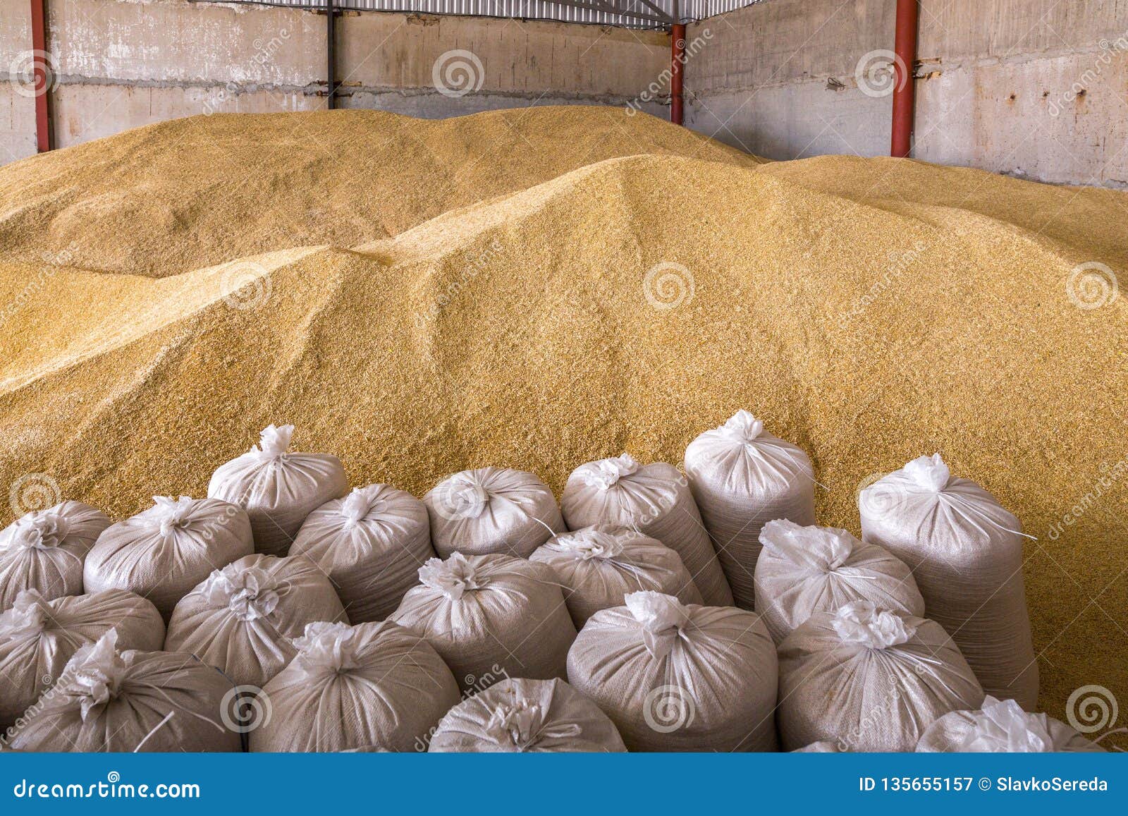 Pile of Heaps of Wheat Grains and Sacks at Mill Storage or Grain