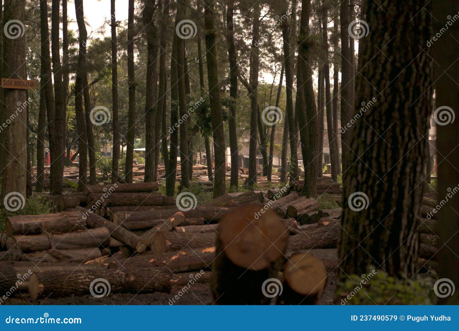 pile of logs from logging in the forest