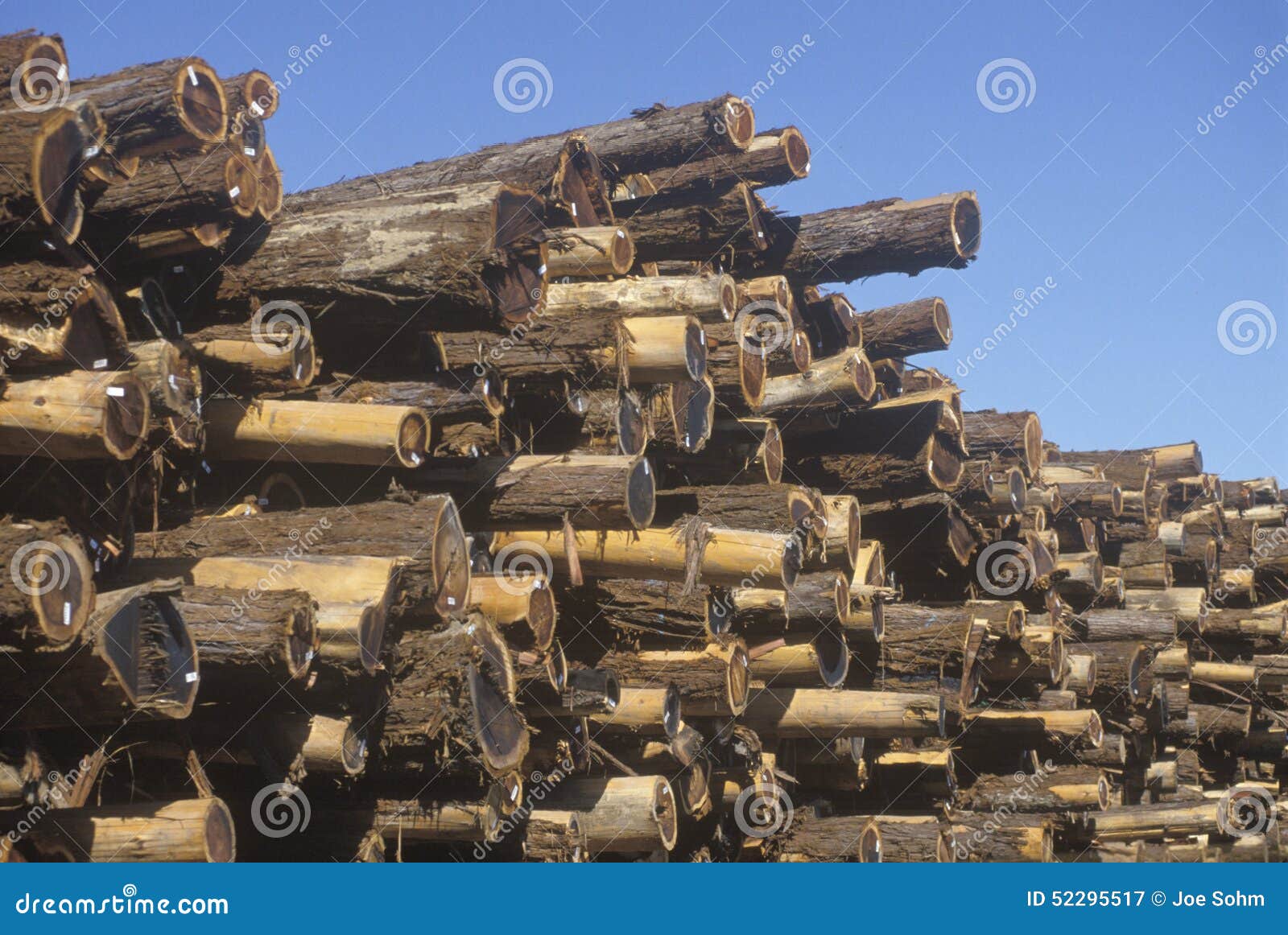 A Pile of Logs Tagged for Processing at a Lumber Mill in Willits
