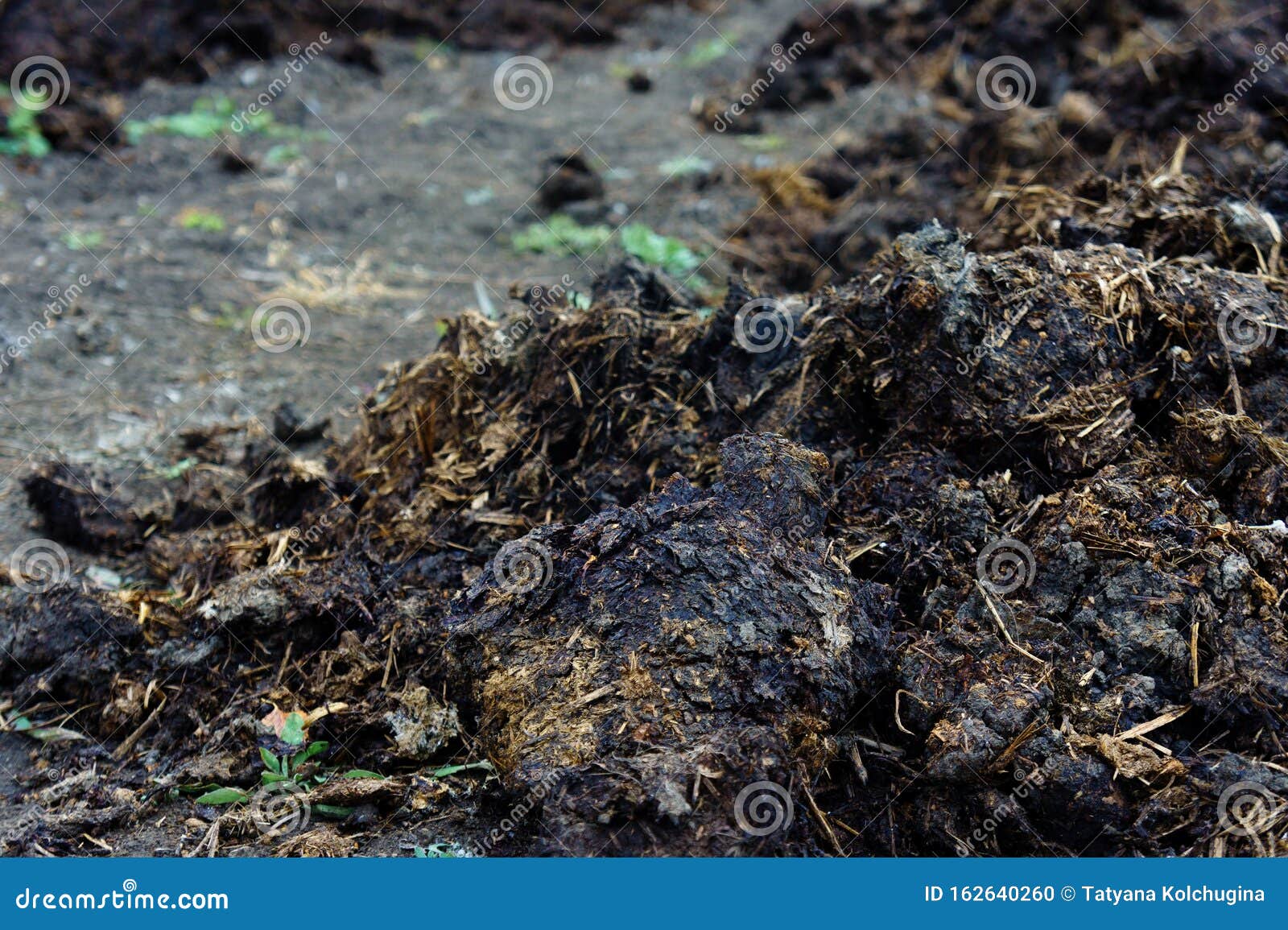 Pile Of Manure In The Garden To Fertilize The Crop Stock Photo