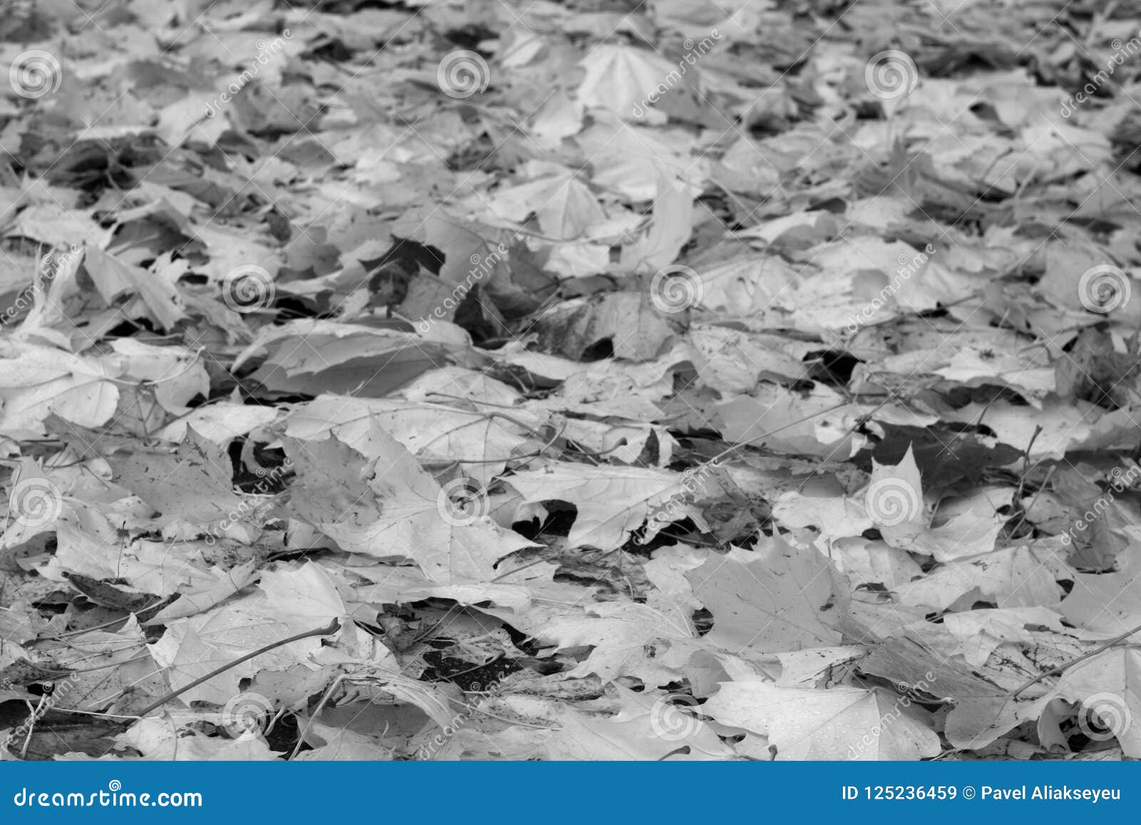 Pile of Maple Leaves in Black and White. Stock Image - Image of grey ...