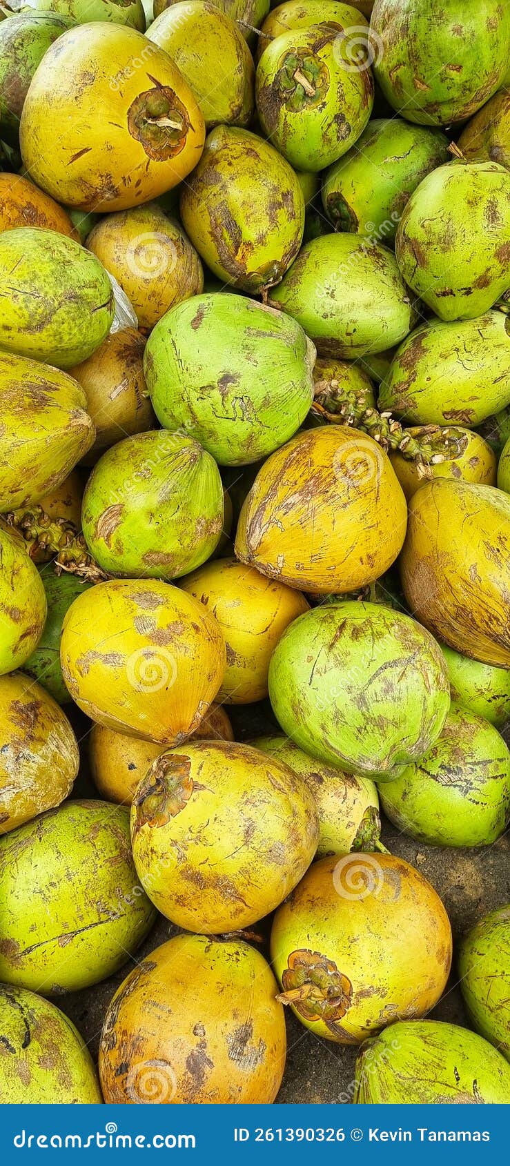 Pile of Natural Coconuts that are Green and Fresh. Stock Photo Image