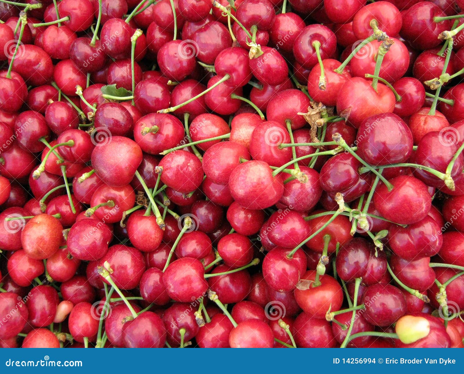 Pile of Organic Cherries stock photo. Image of branch 14256994