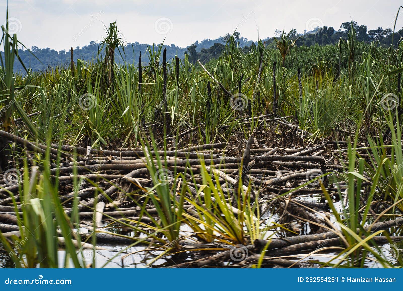 pile of pandanus trunks floating