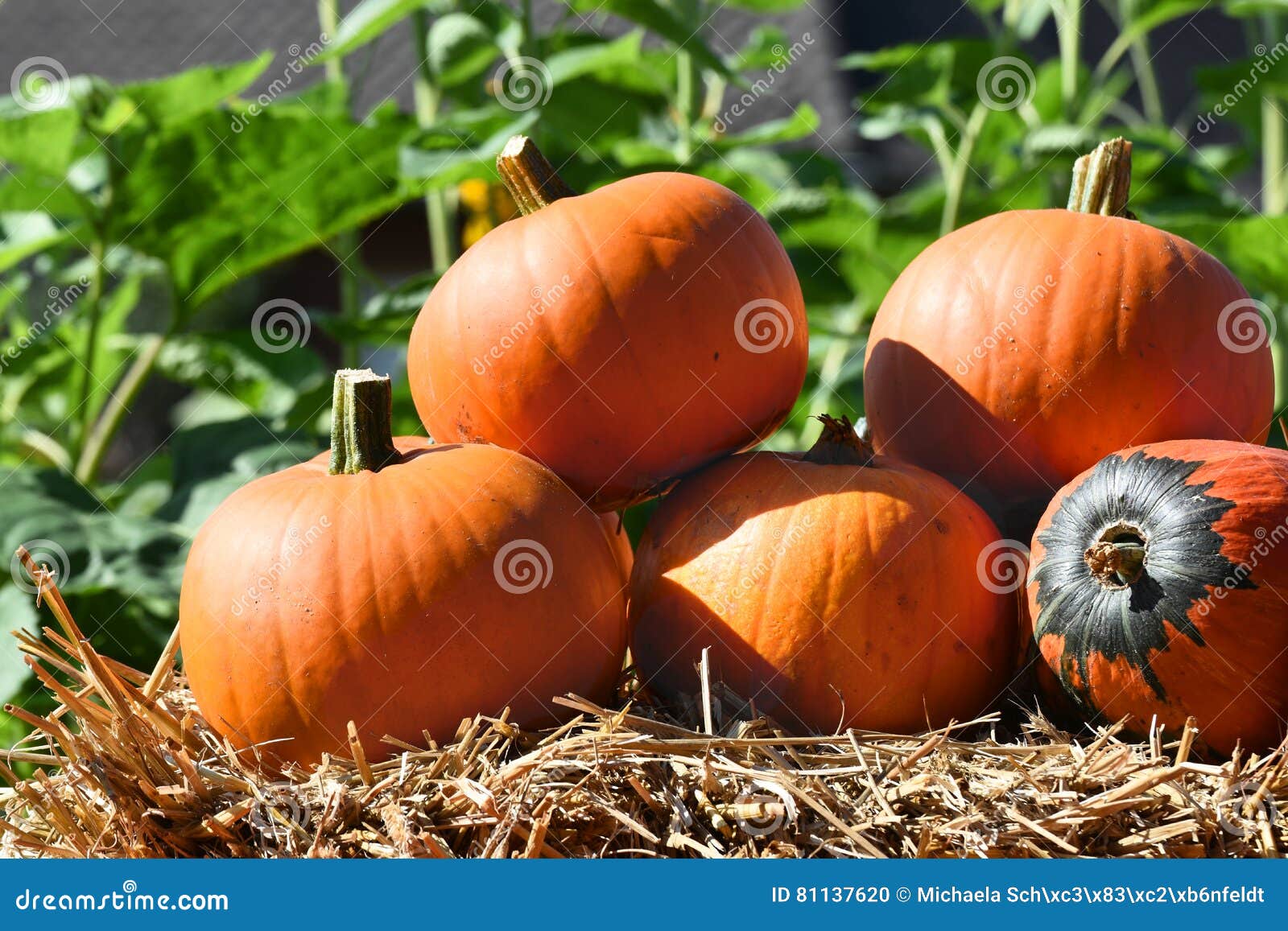 Pile of Pumpkins stock photo. Image of vegetables, fall 81137620