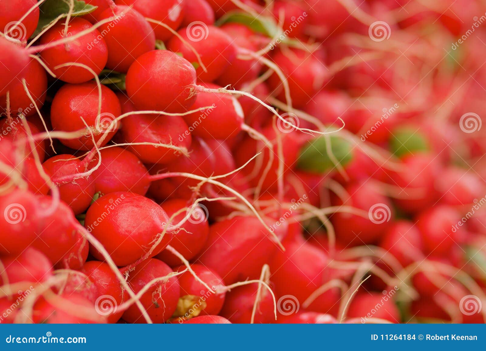 Pile of red radishes stock photo. Image of healthy, refreshing 11264184