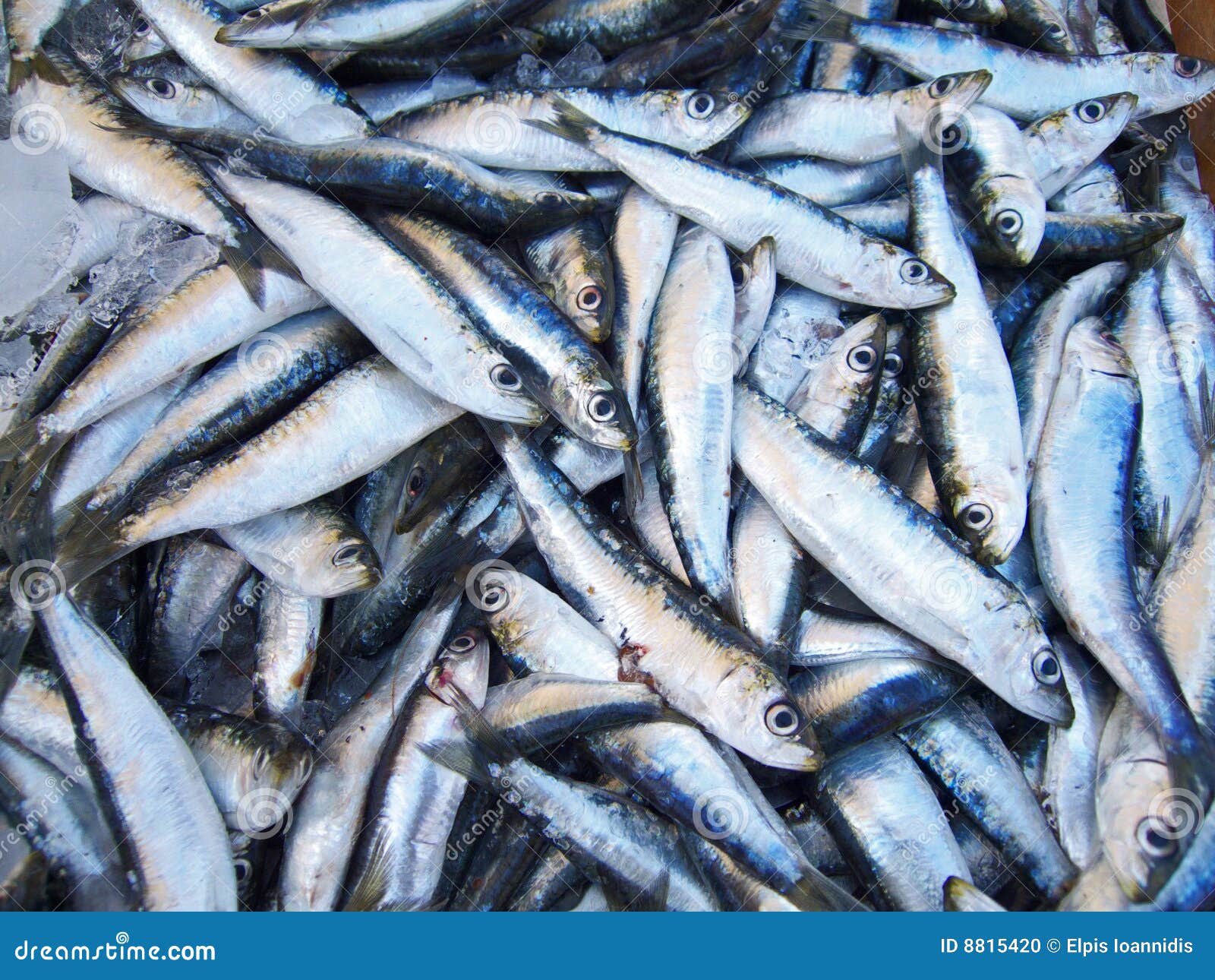 Pile of sardines stock photo. Image of marine, fresh, large 8815420