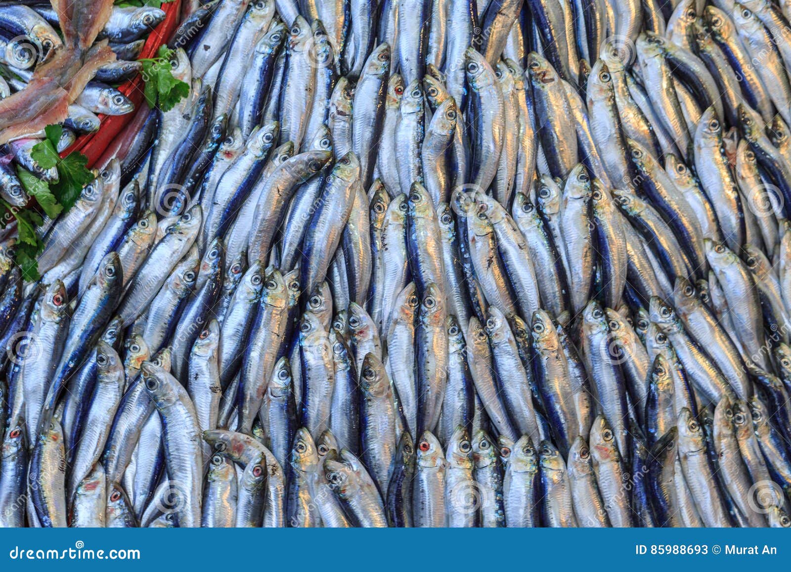 Pile of Sardines Fish Lined Up. Stock Image Image of pilchard
