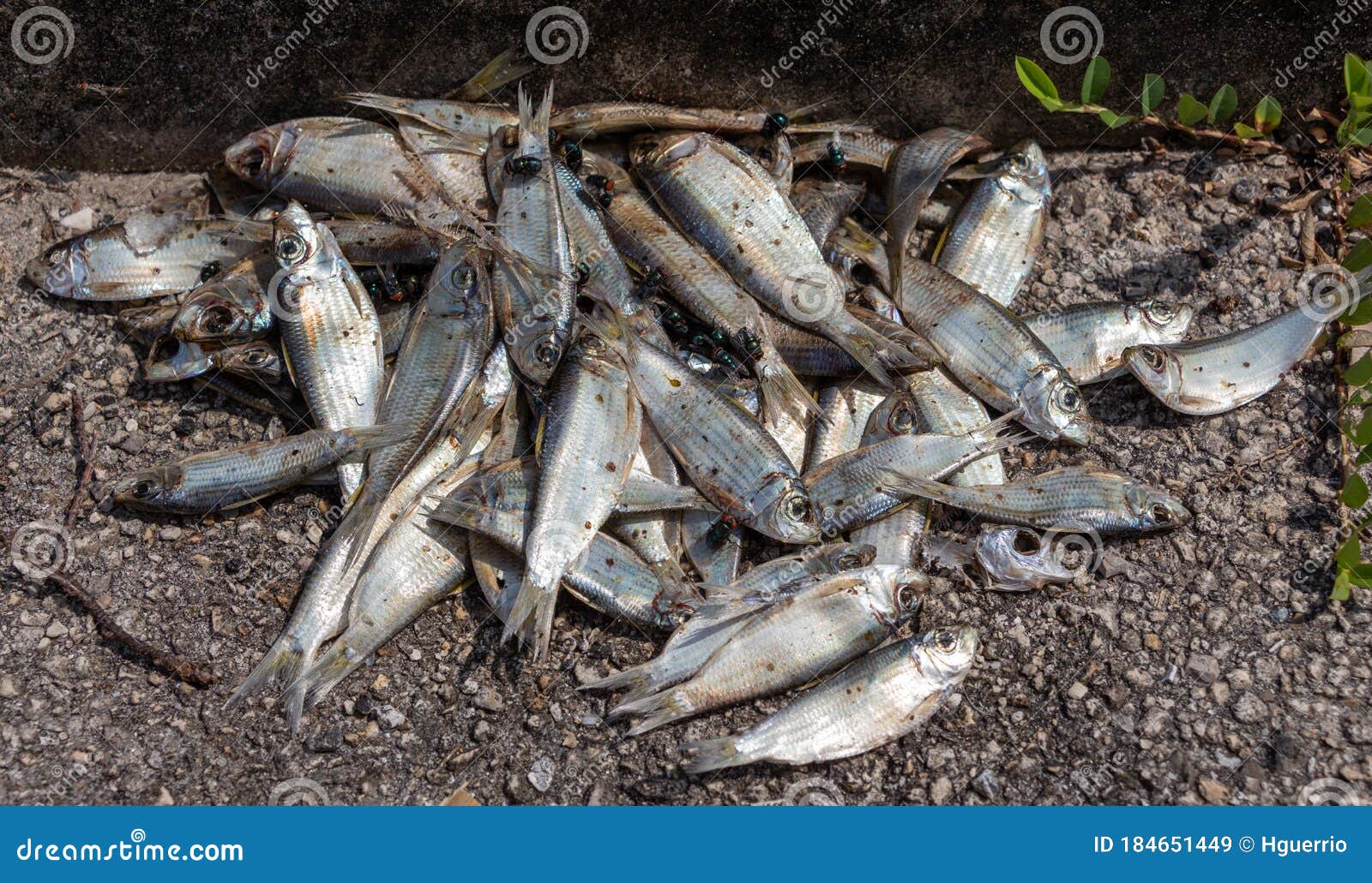 Pile of Small Dead Bait Fish Shiners with Flies - Dania Beach, Florida, USA  Stock Image - Image of waste, outdoor: 184651449