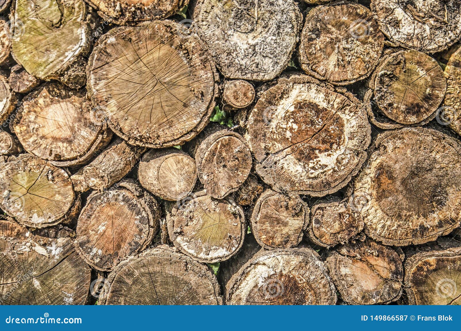 weathered tree trunks