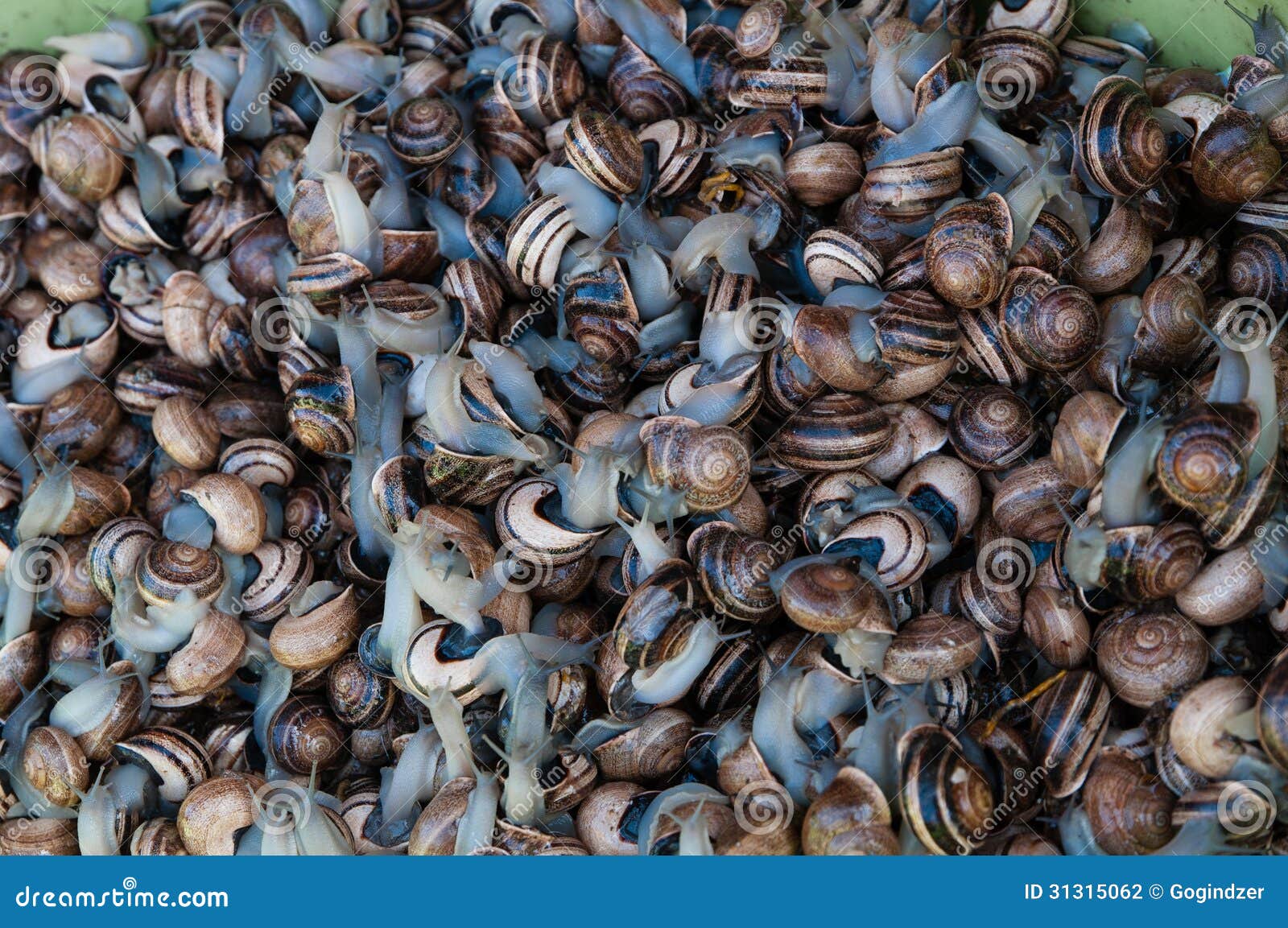 Pile of snails stock photo. Image of gastronomy, snails 31315062