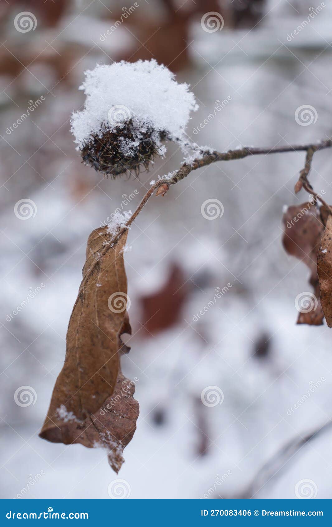 Poky Ball of Seeds on a Tree with Snow Stock Photo - Image of tree ...