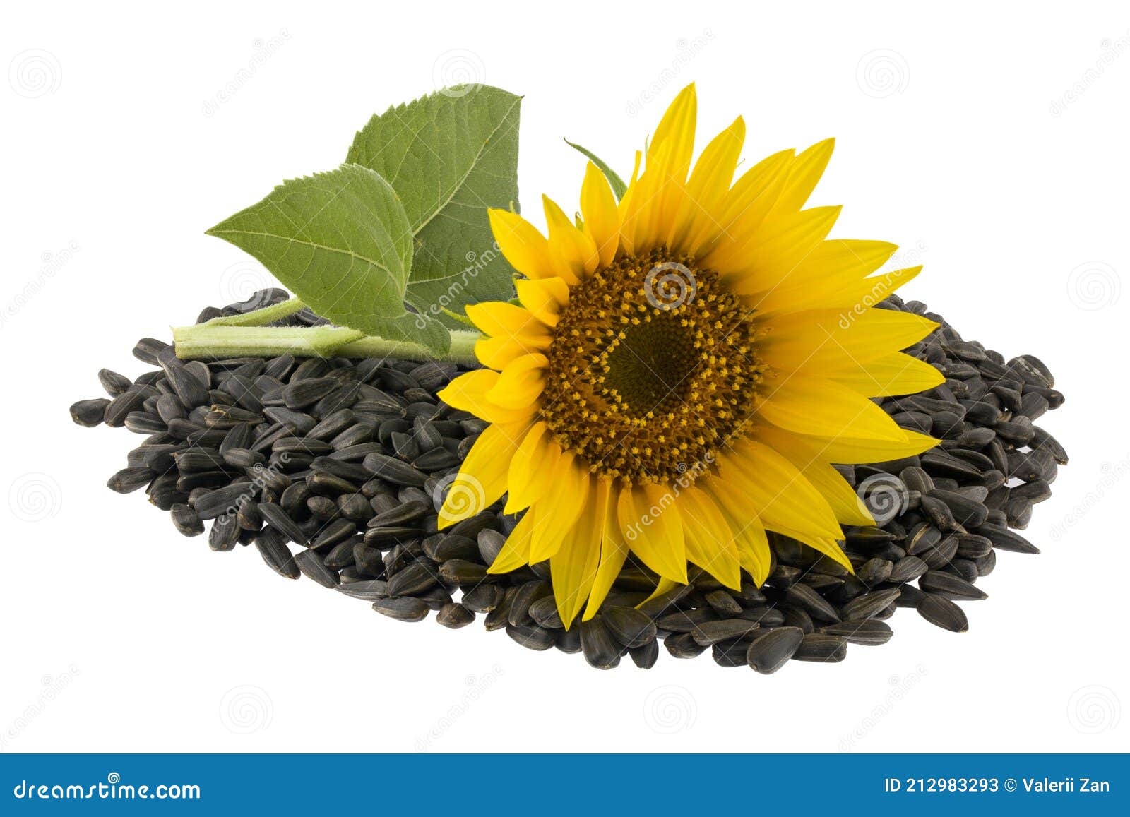 Pile of Sunflower Seeds and Flower Isolated on White Background Close ...