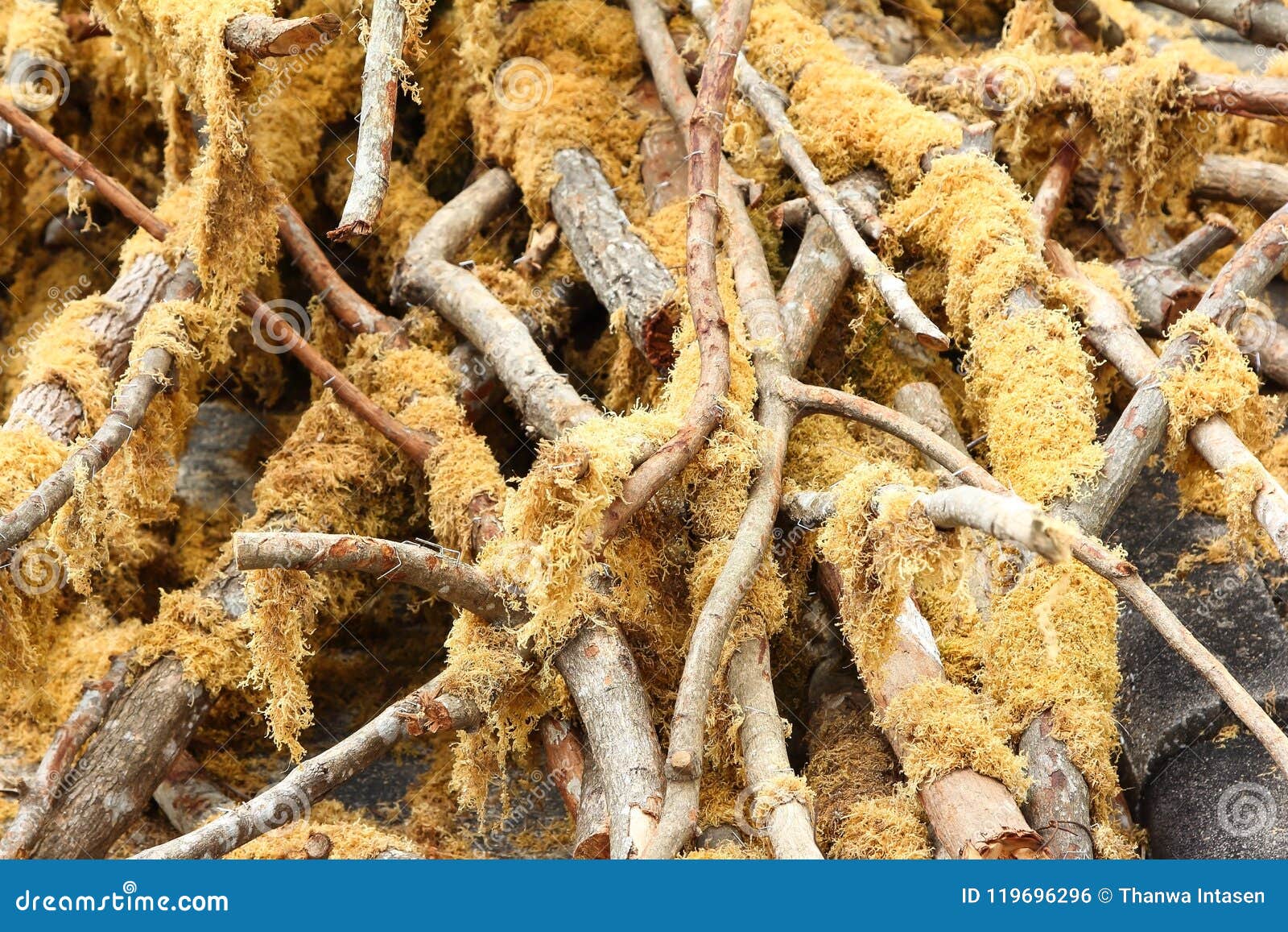 Pile of tree branches stock photo. Image of background 119696296