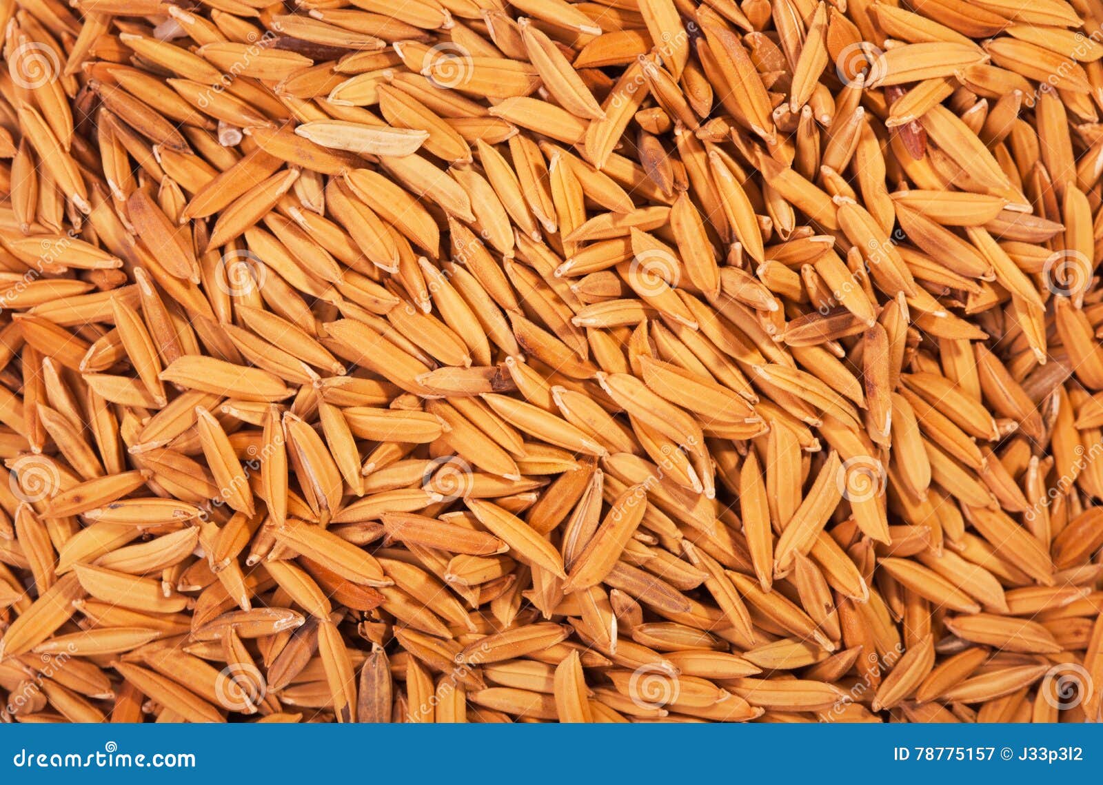 Pile of Unmilled Rice Grain. Stock Image Image of group, brown 78775157