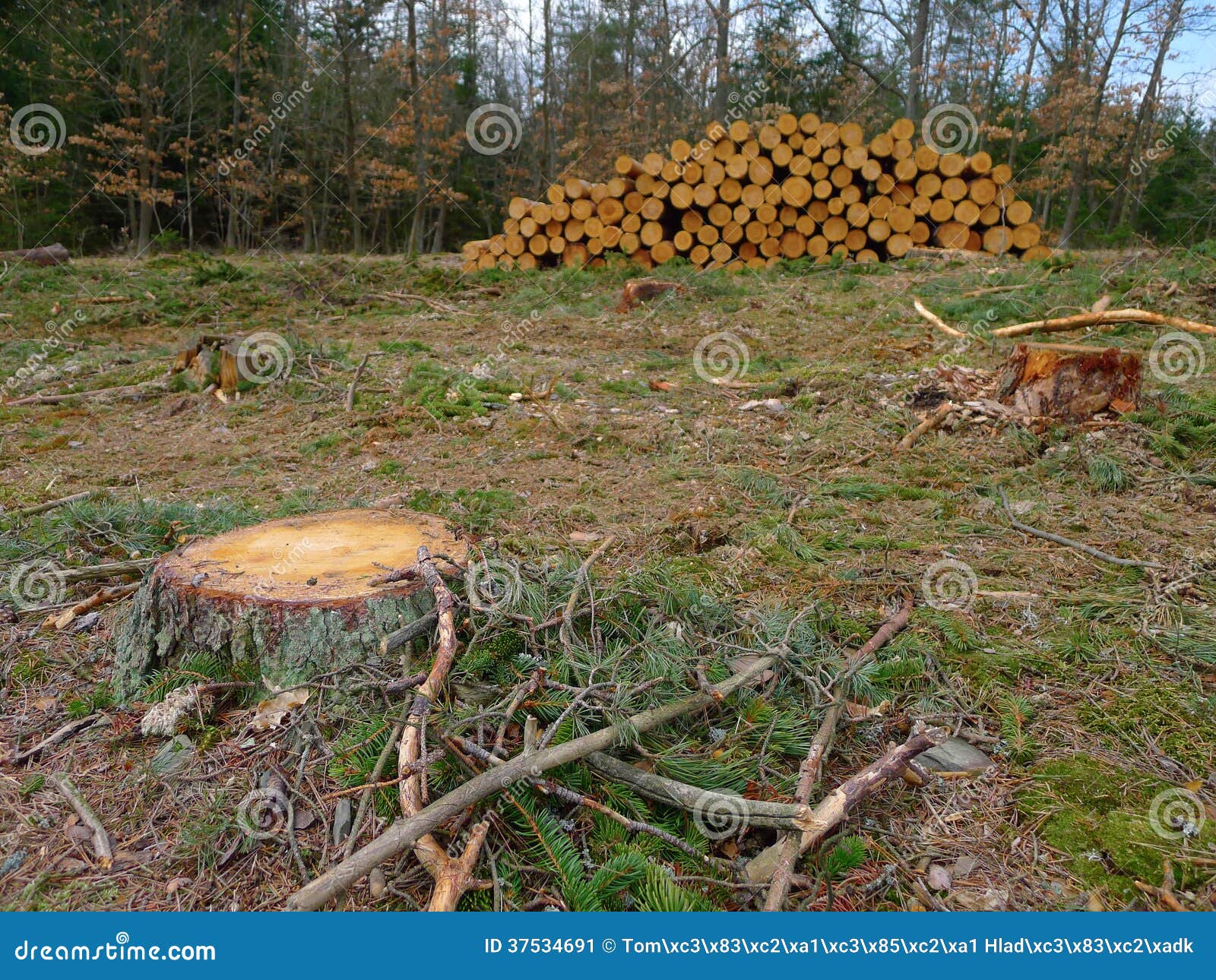 Pile of wood on a clearing stock image. Image of pile 37534691