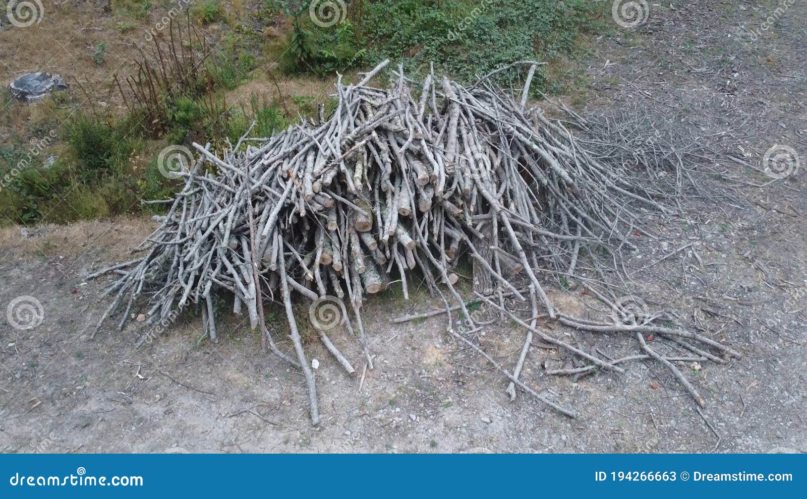 special forest - pile of wood