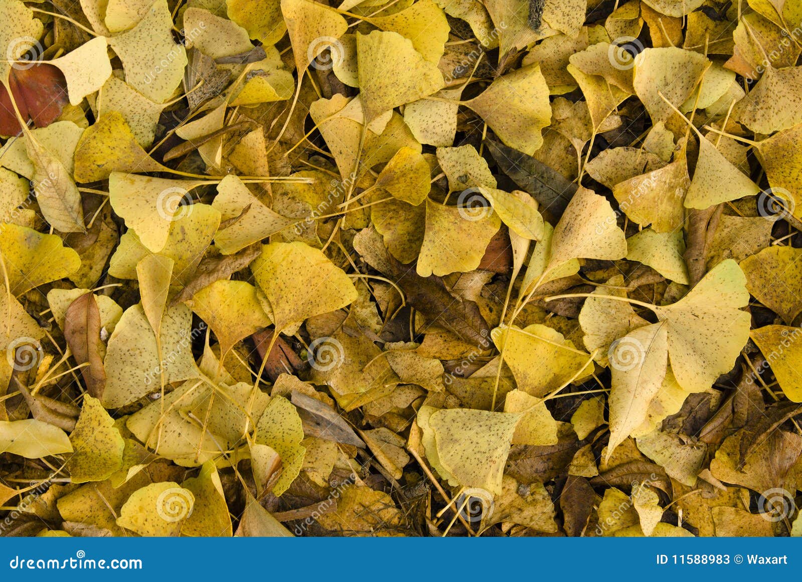 Pile of Yellow Gingko Leaves Stock Image Image of gold, ginkgo 11588983