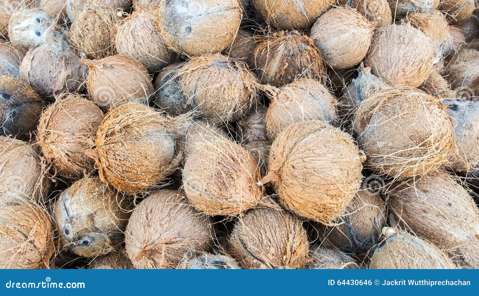 Pile of Young Dry Coconut Coir Husk Stock Photo Image of dried, group