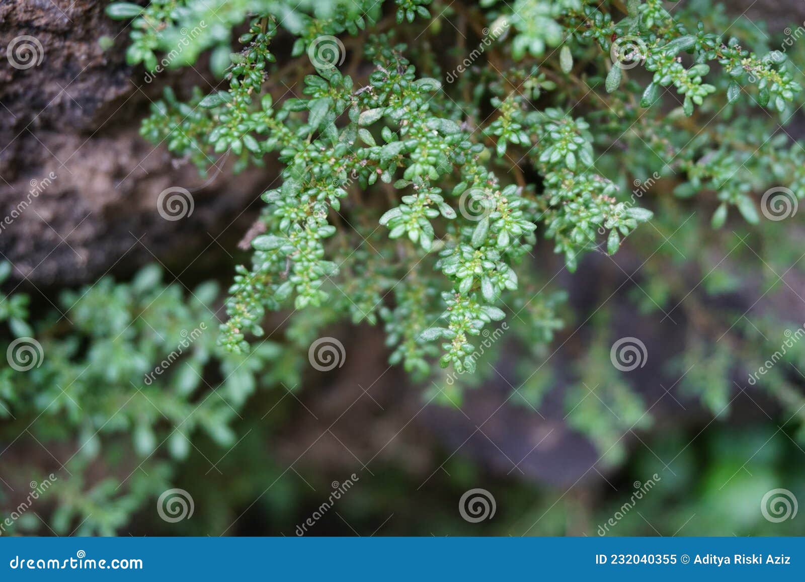 pilea microphylla also called rockweed, artillery plant, gun powder plant, brilhantina, frescura, urticaceae, artillery fern wit
