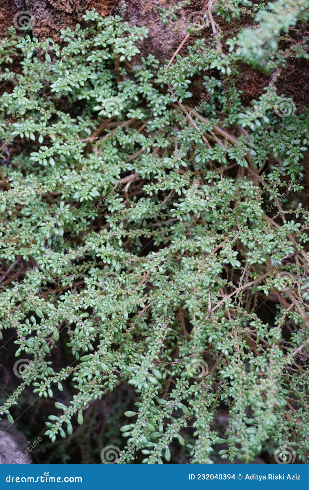 pilea microphylla also called rockweed, artillery plant, gun powder plant, brilhantina, frescura, urticaceae, artillery fern wit