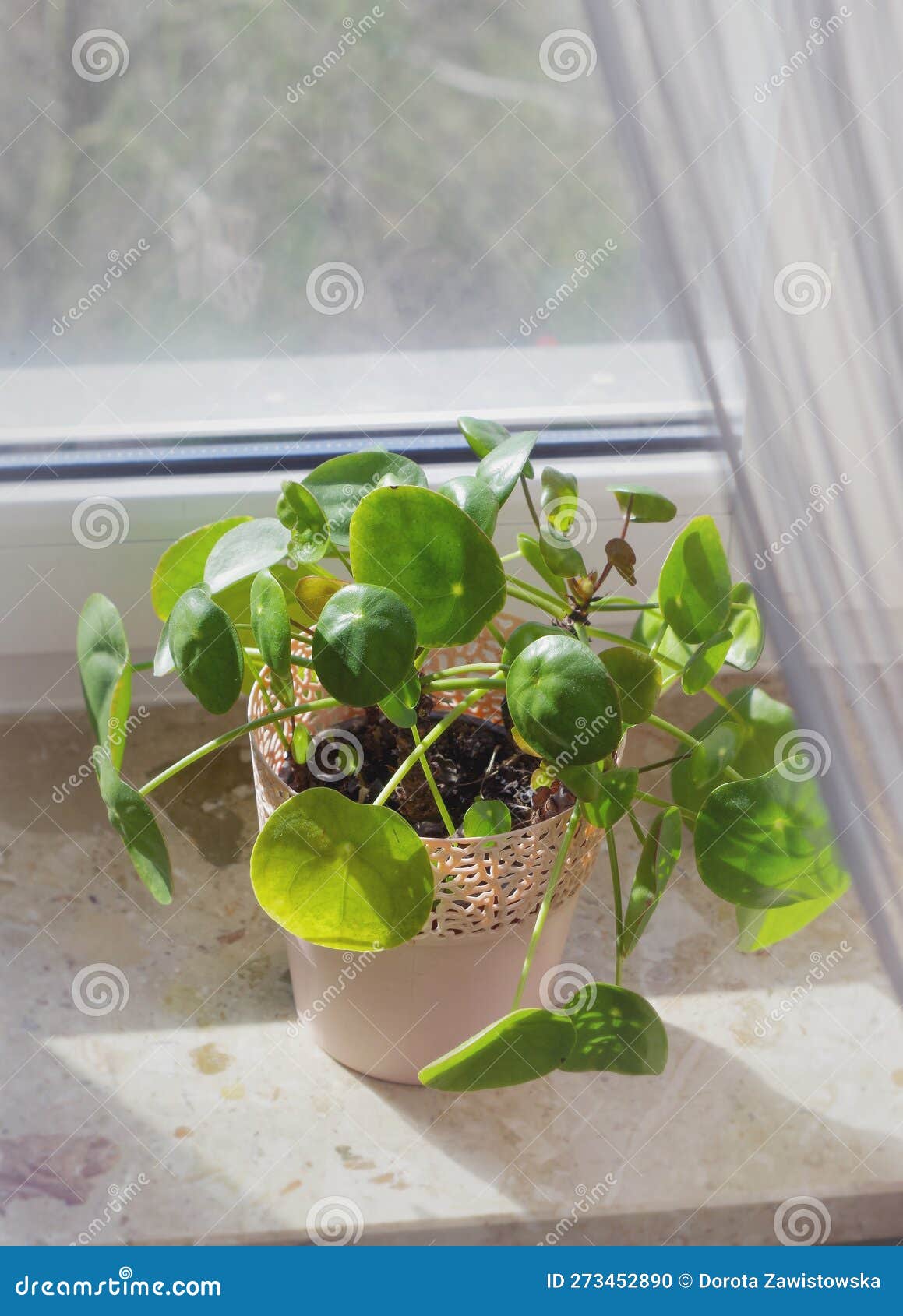 Coin flower stock photo. Image of plant, growth, coin 273452890