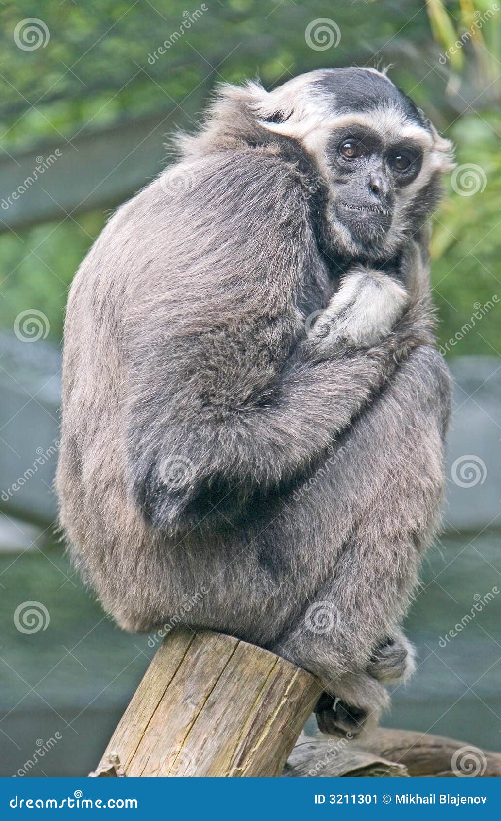 Pileated gibbon 1 stock image. Image of quick, fauna, nimble - 3211301