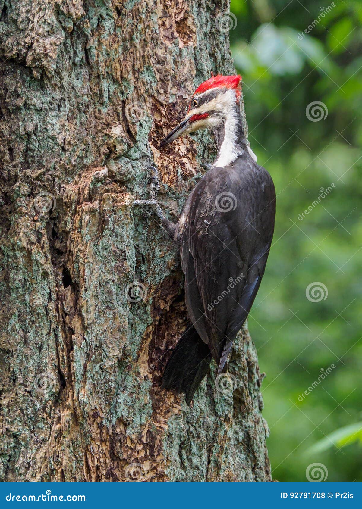 Pileated pileatus Dryocopus woodpecker клюет на дереве