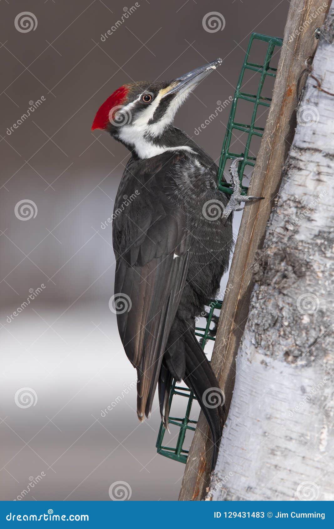 A Pileated Woodpecker Eating Suet on the Side of a Tree in Winter in