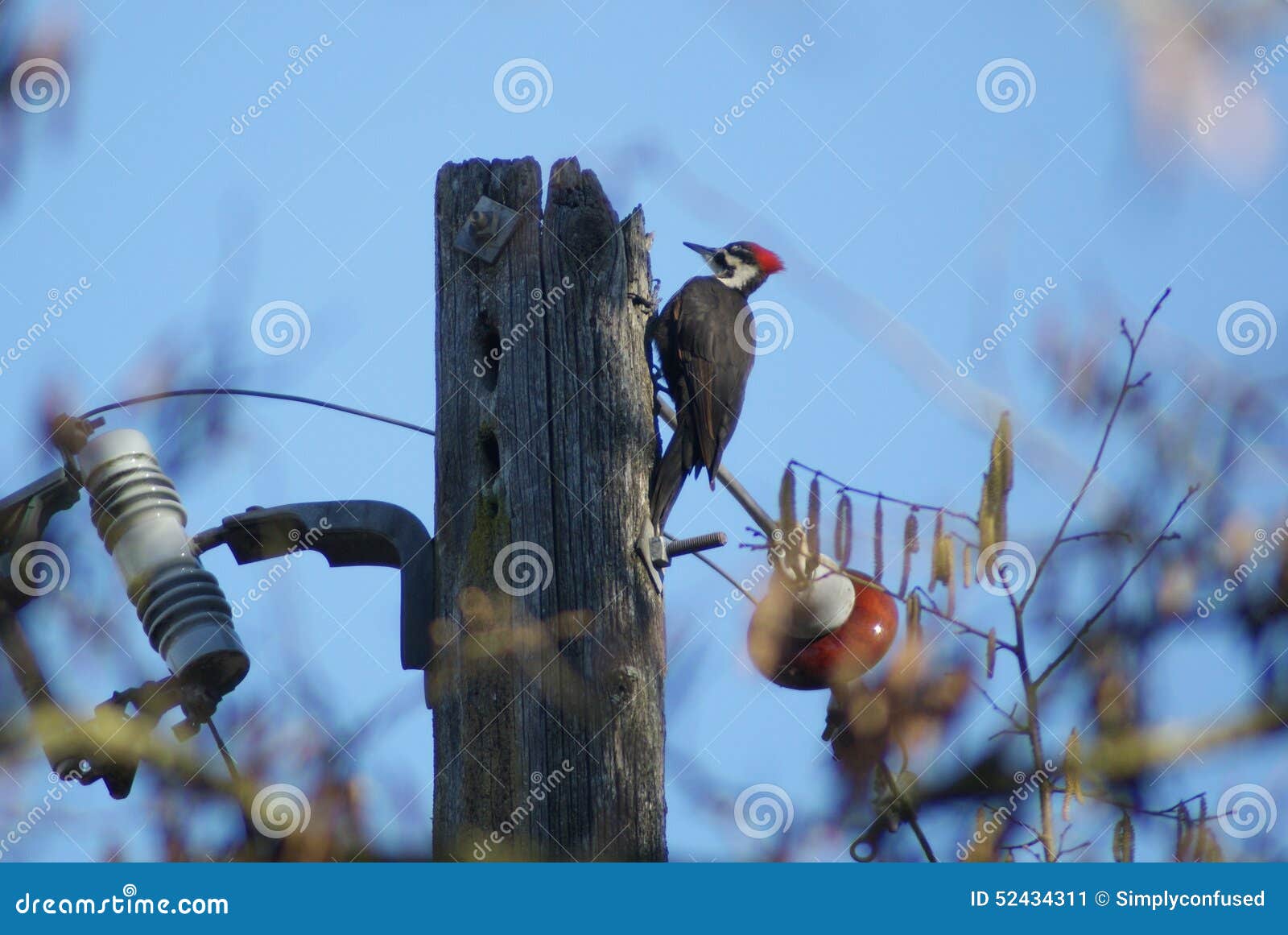 Pileated Woodpecker on Electrical Pole Stock Image Image of pileated