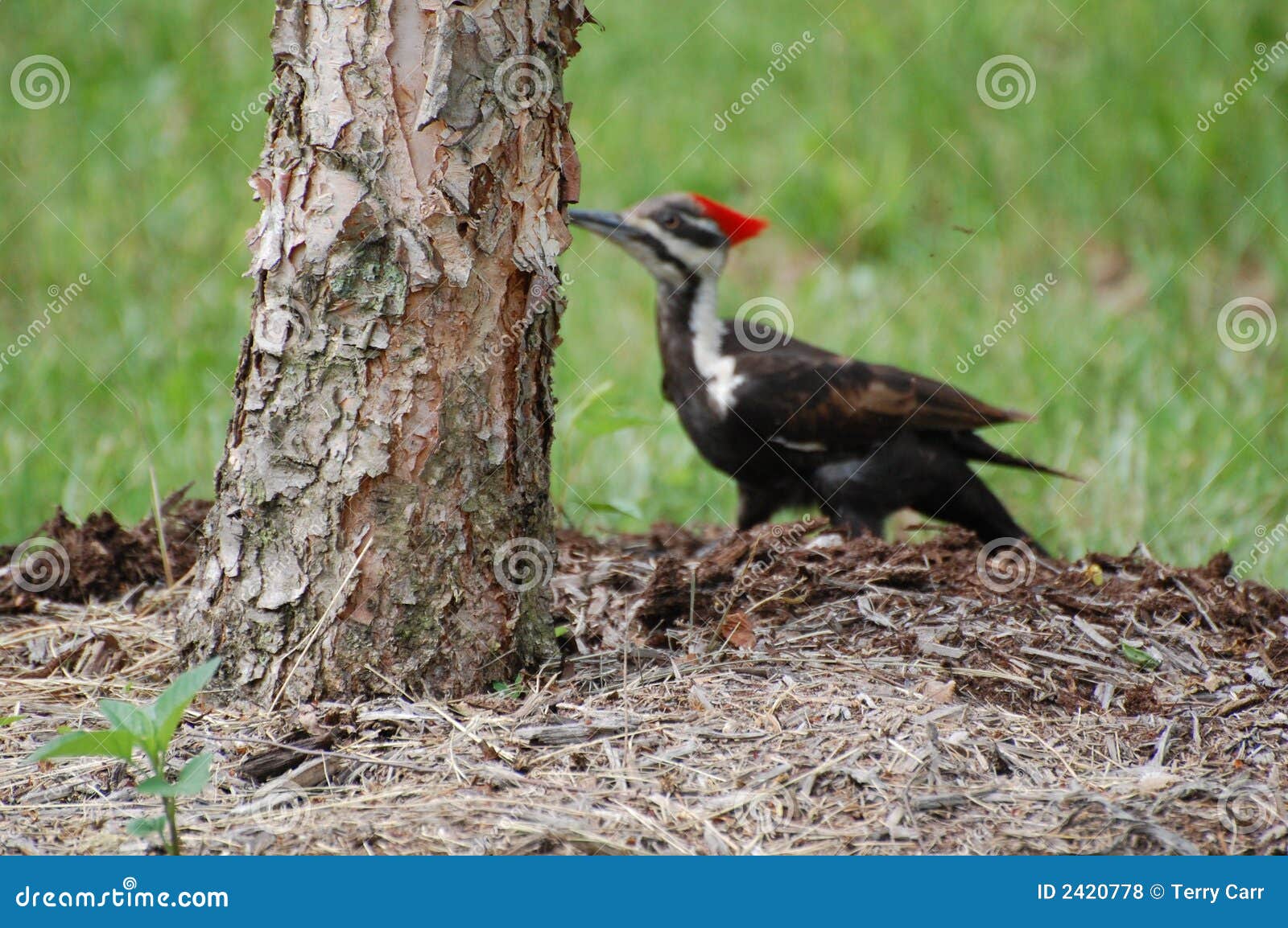 Pileated woodpecker feast stock photo. Image of hole, bird - 2420778