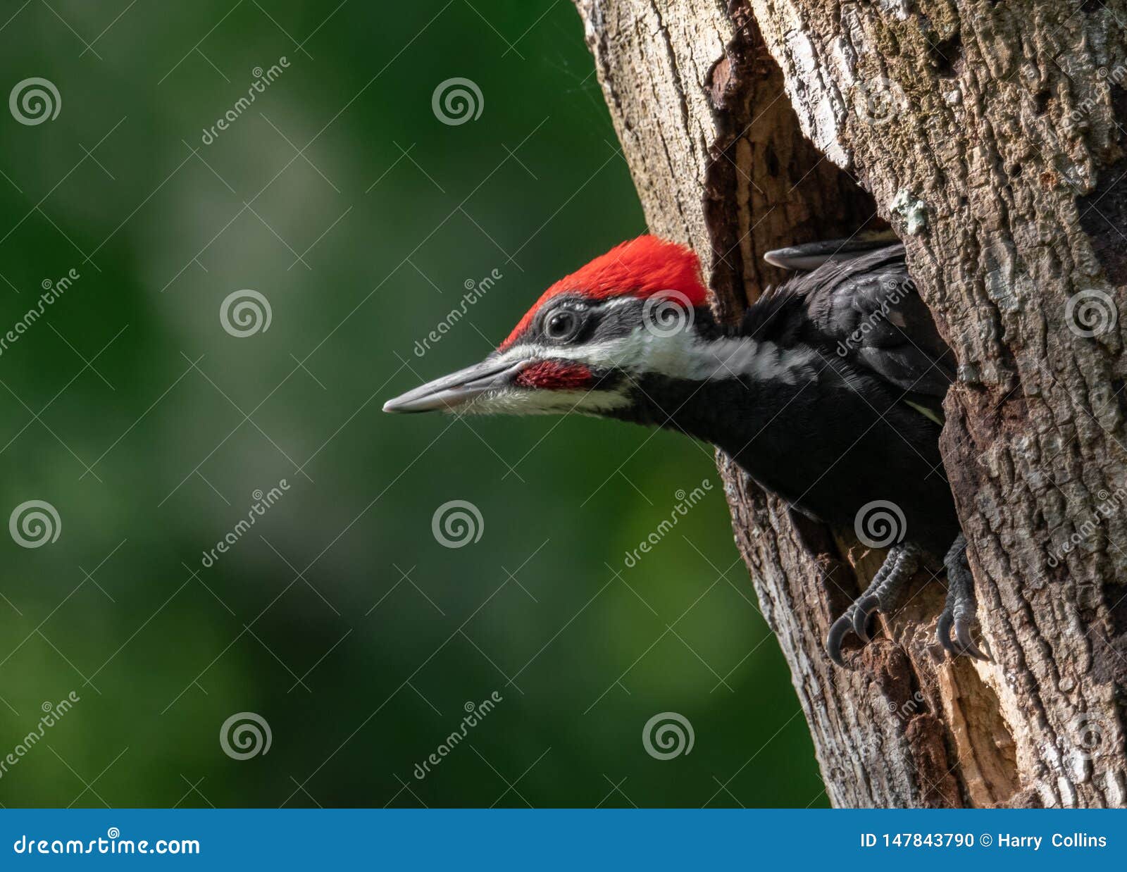 Pileated Woodpecker in Florida Stock Photo - Image of nature, baby
