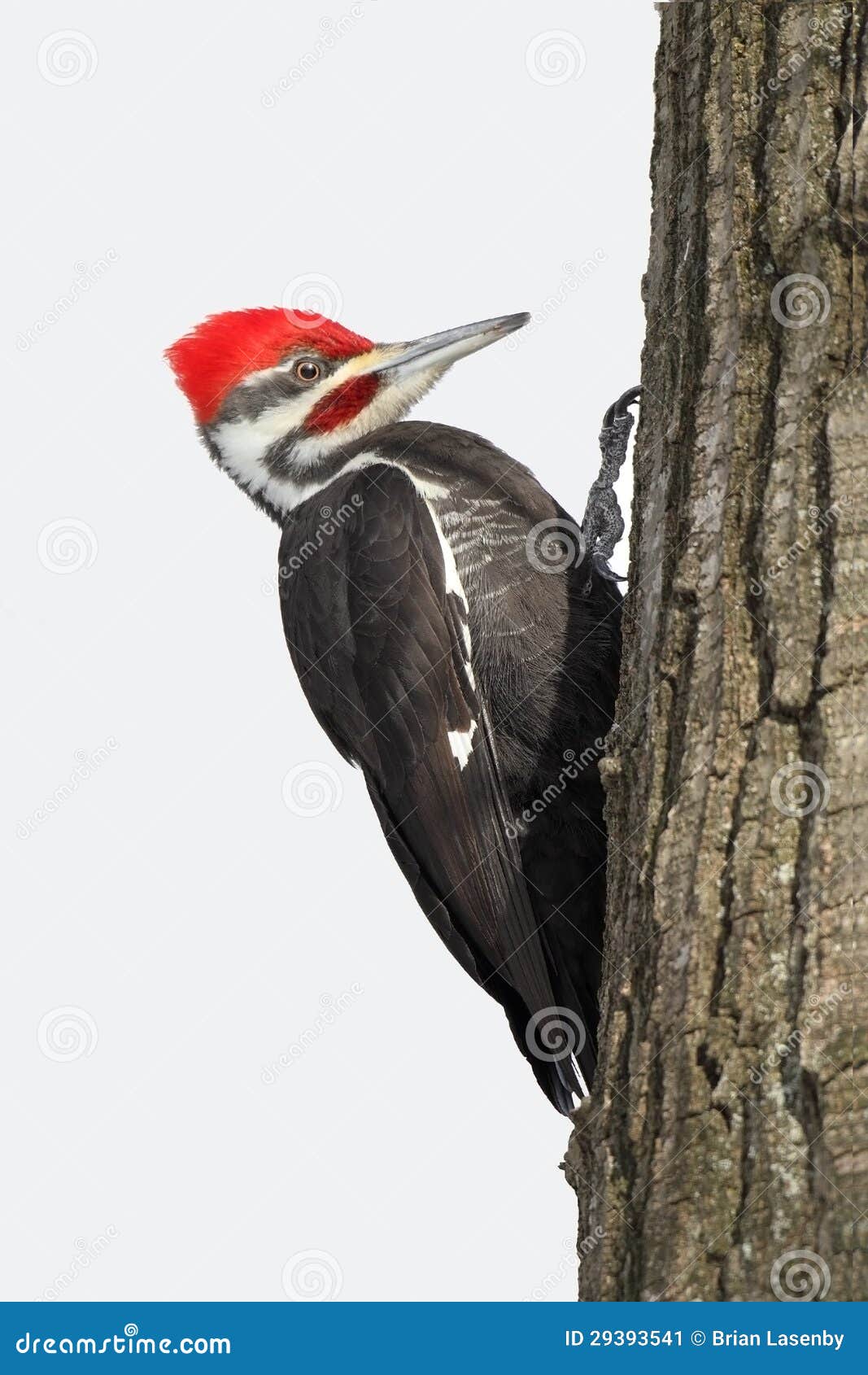 Pileated Woodpecker on an Oak Tree Stock Image - Image of feathers