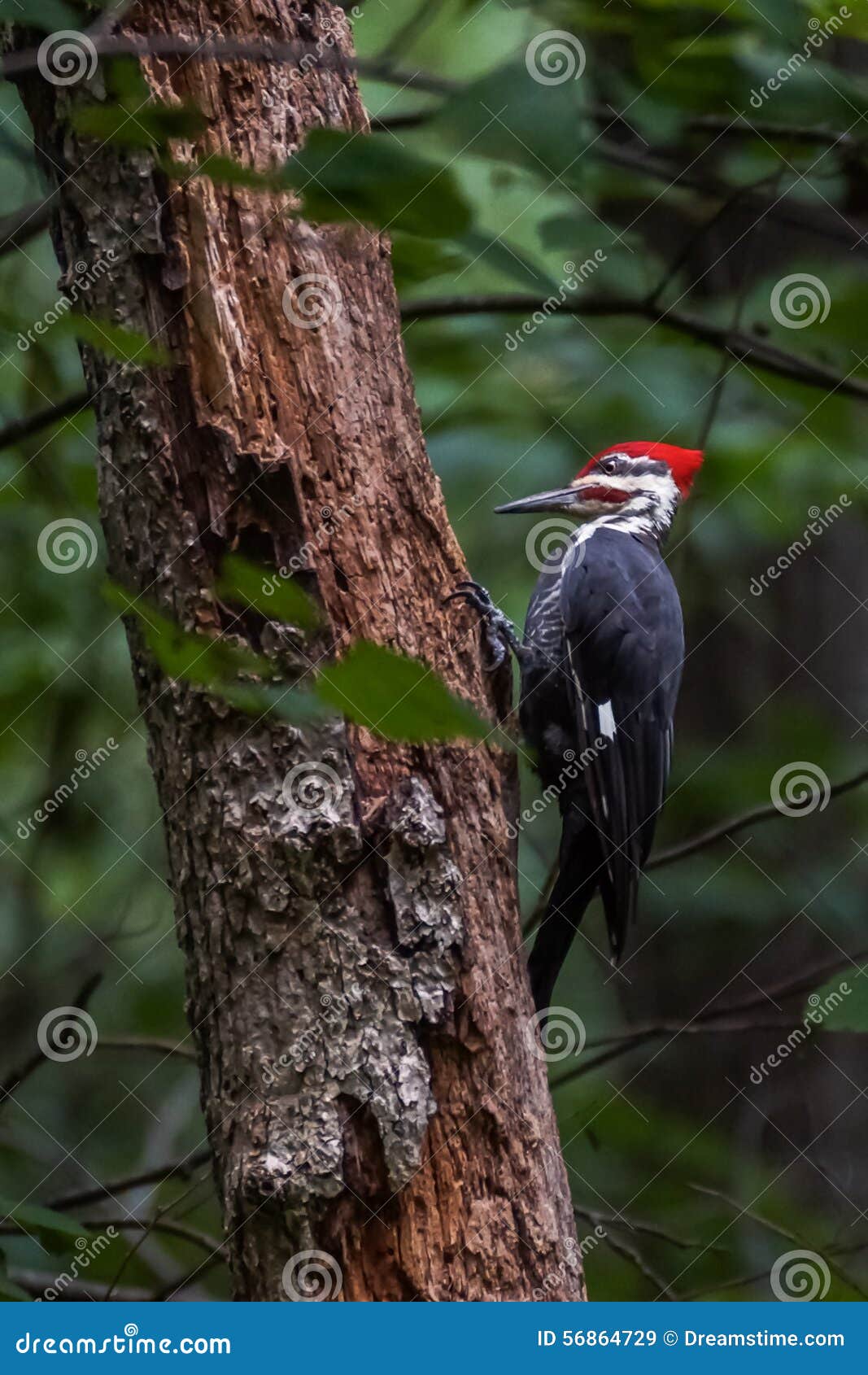 A Pileated Woodpecker on a Tree in the Woods Stock Image - Image of