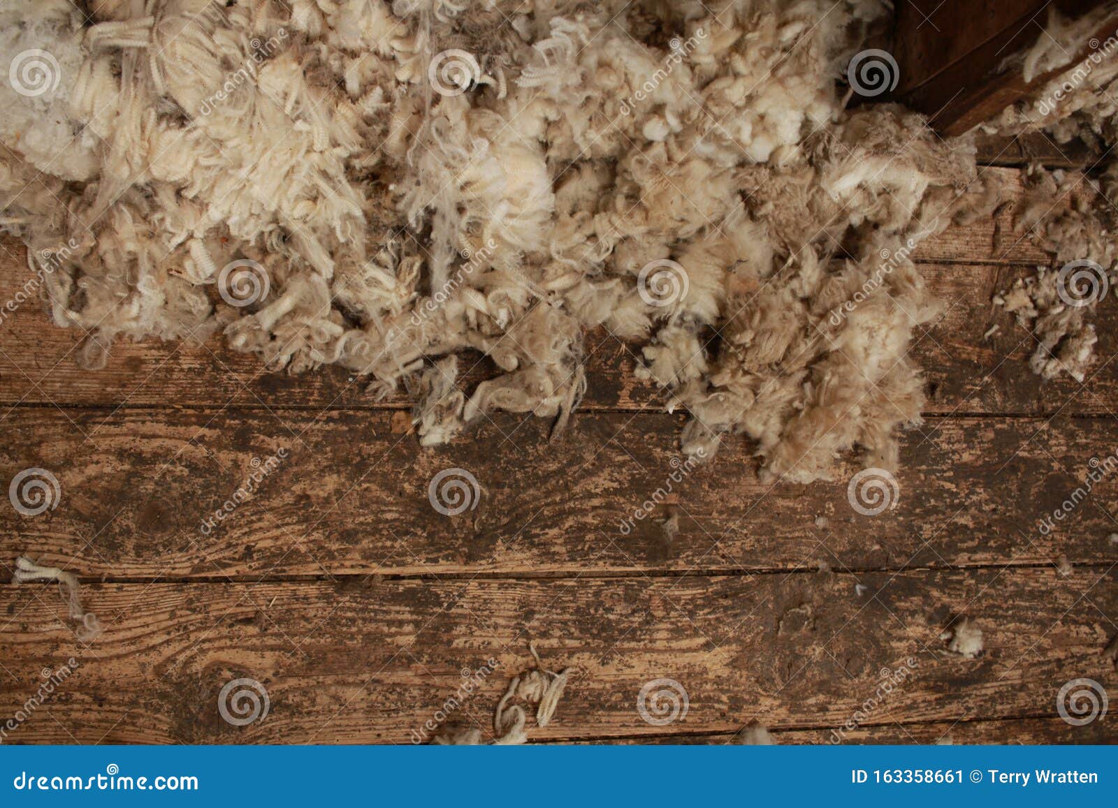 Piles Of Freshly Shorn Wool Scattered On The Timber Floor 