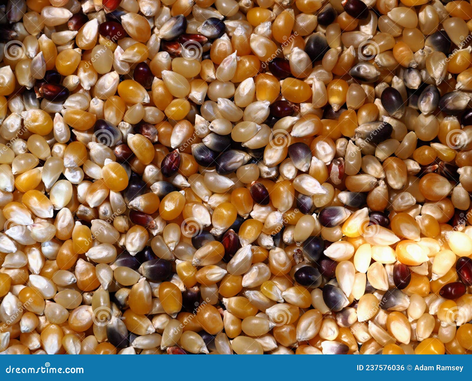 Piles of Unpopped Popcorn Kernels High Resolution Background Texture
