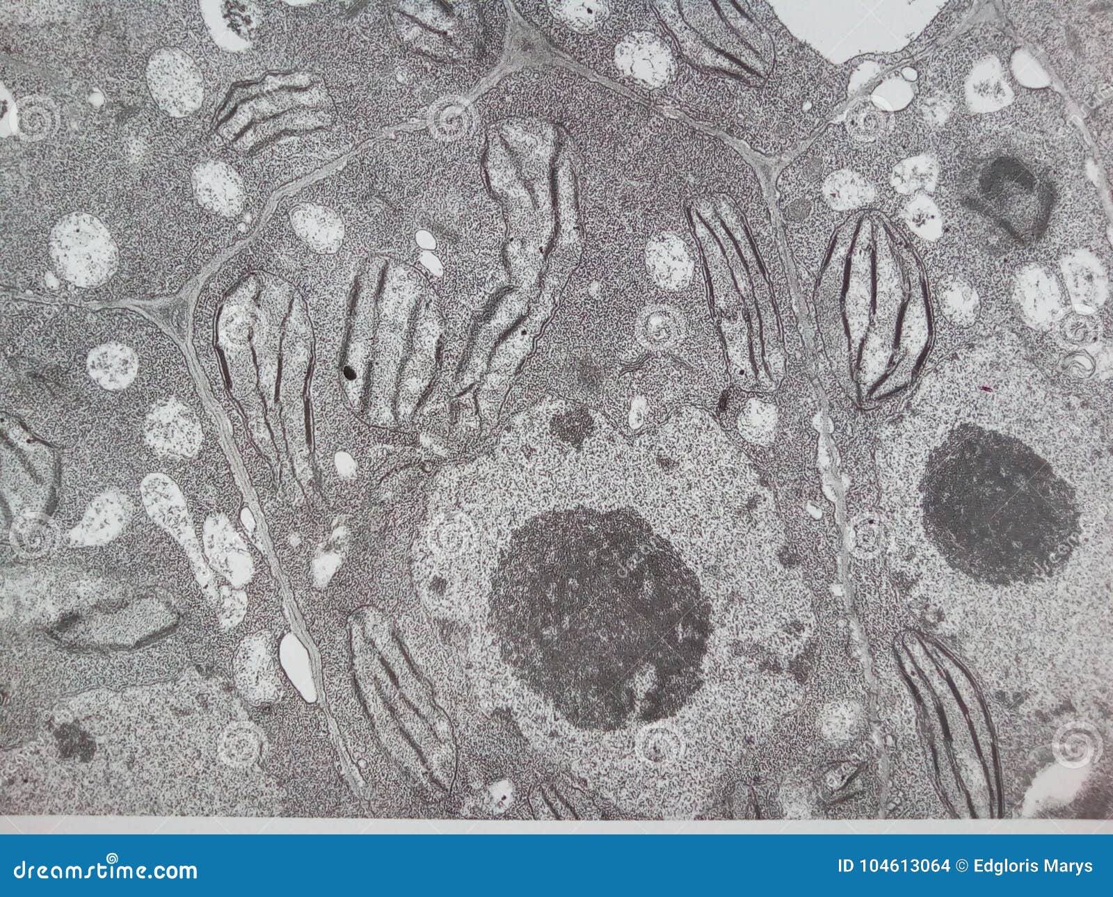 Asteraceae: abril 2020, image size:1600x1290