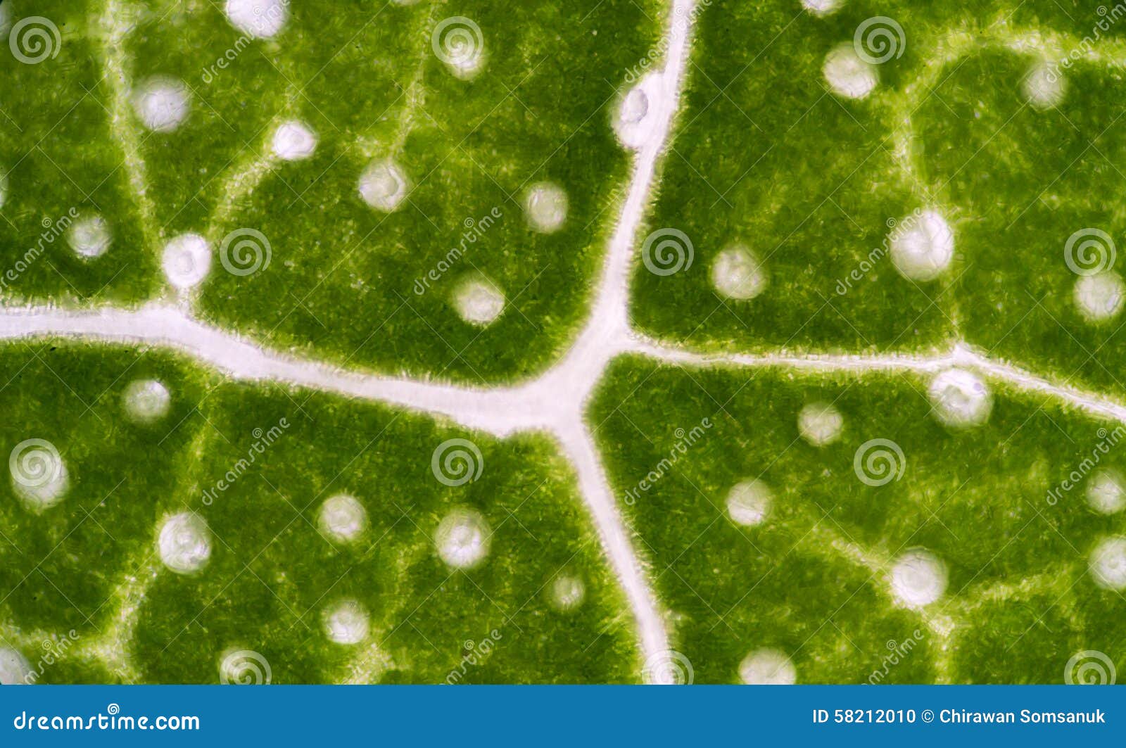 Células Vegetais Ao Microscópio Foto de Stock - Imagem de experiência,  conceito: 58212010, image size:1600x1063