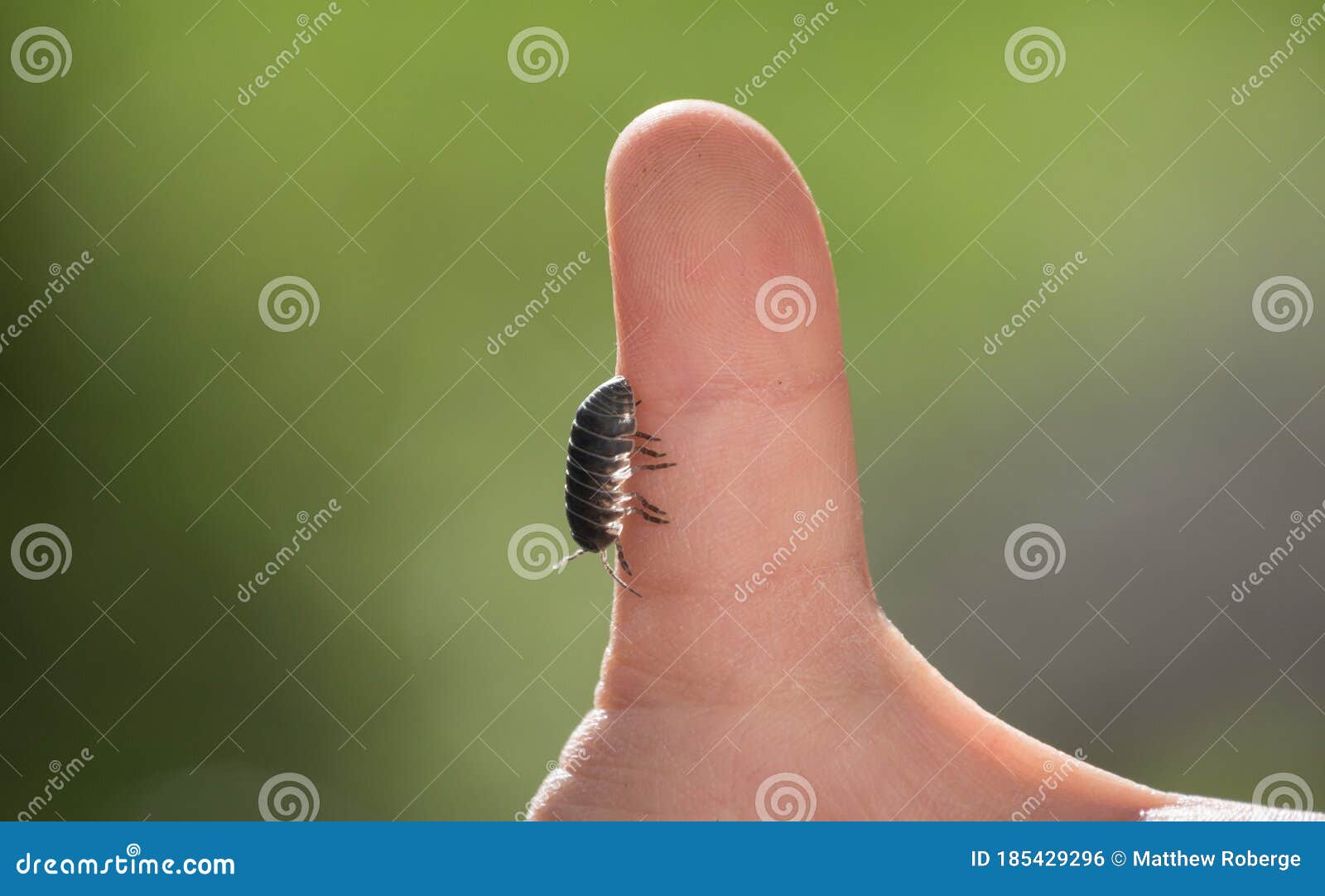 pill bug on a child`s thumb