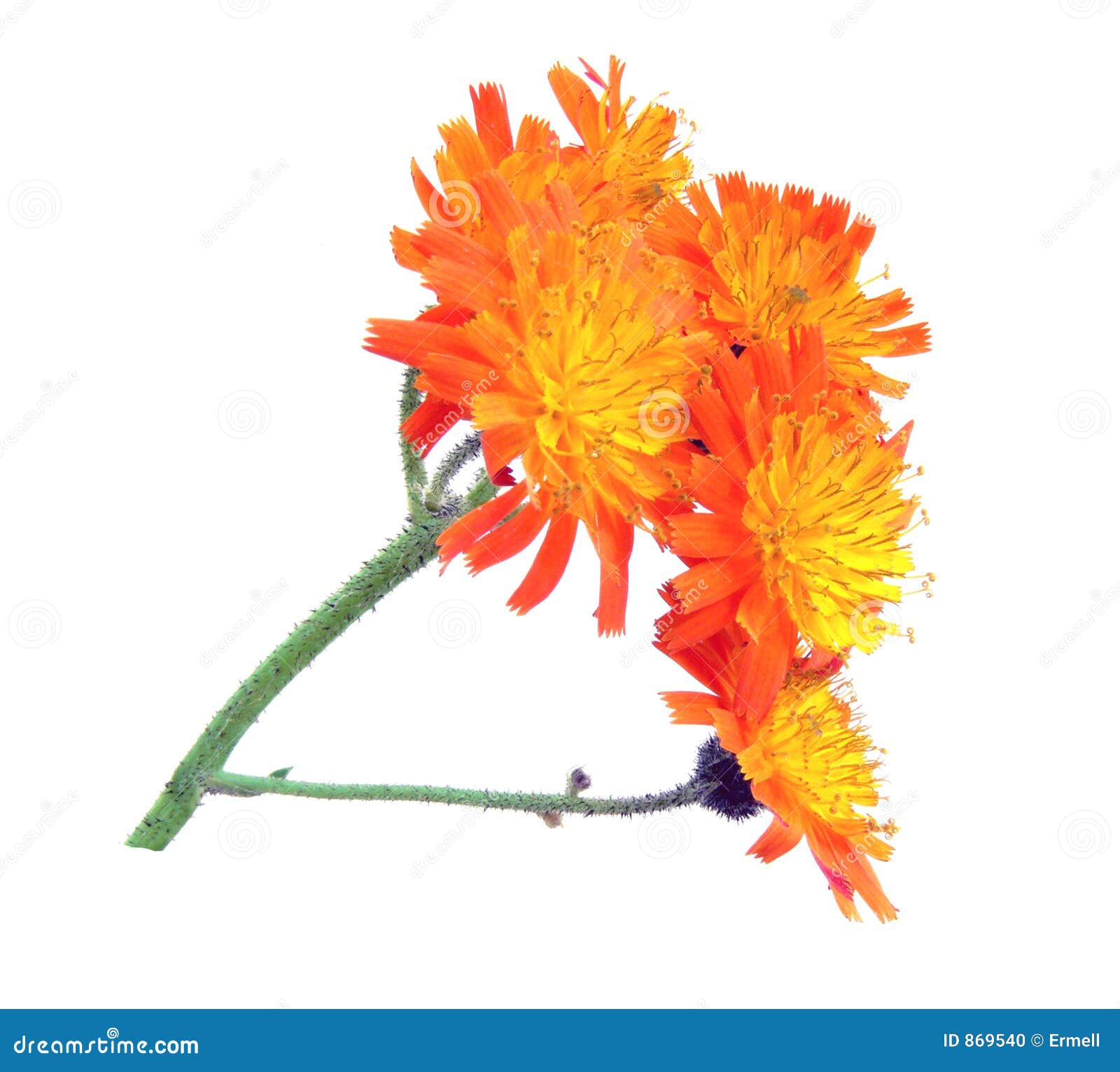 Pilosella aurantiaca stock photo. Image of flowering, regions - 869540